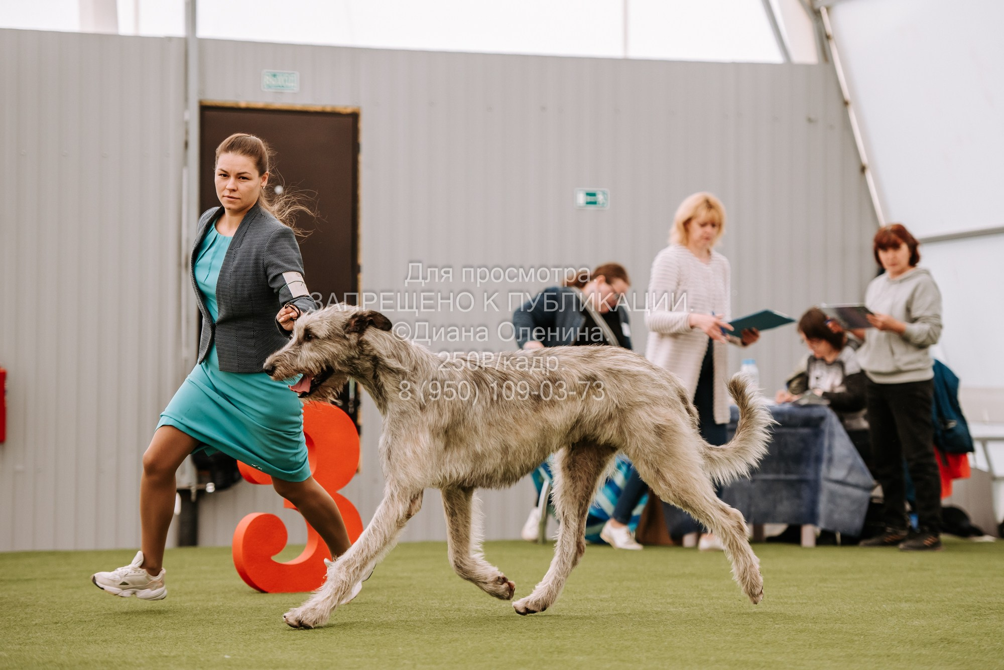 Выставка собак Красноярск 2.06. Фотограф Диана Оленина Красноярск / Братск