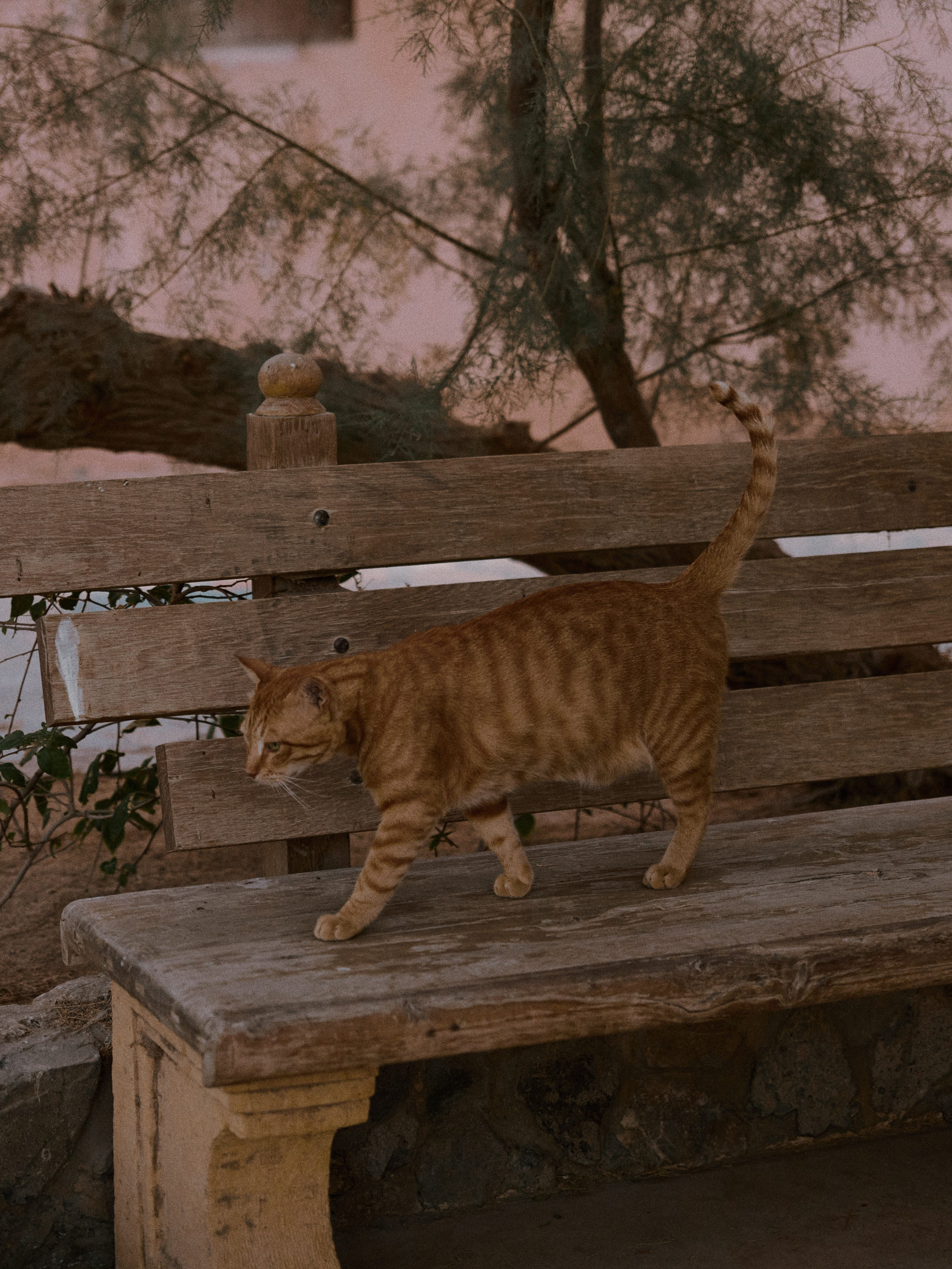 Природа сквозь. Jorgis Talè — photographer, kind person, teacher of arts and other mag