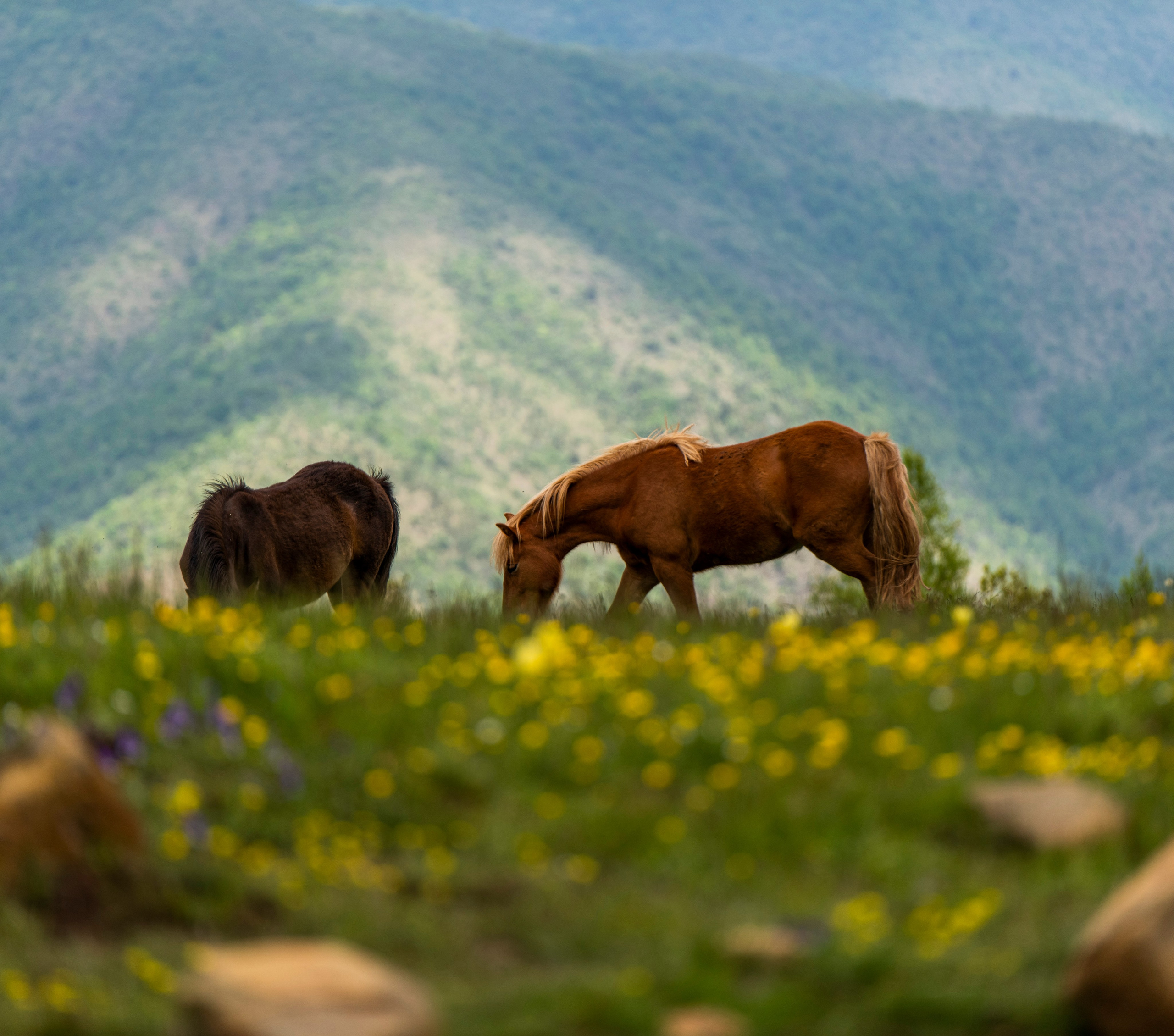Столови. Сербия. Фотограф в Москве. Шахабудин