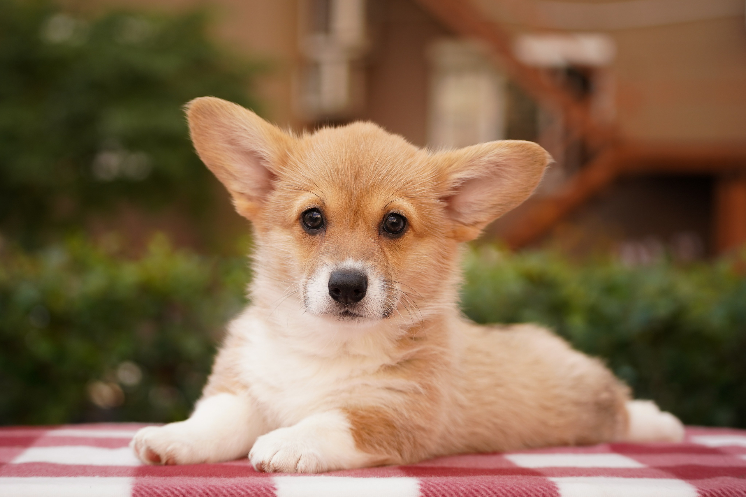 Корги. Фотограф-анималист Анастасия Большакова