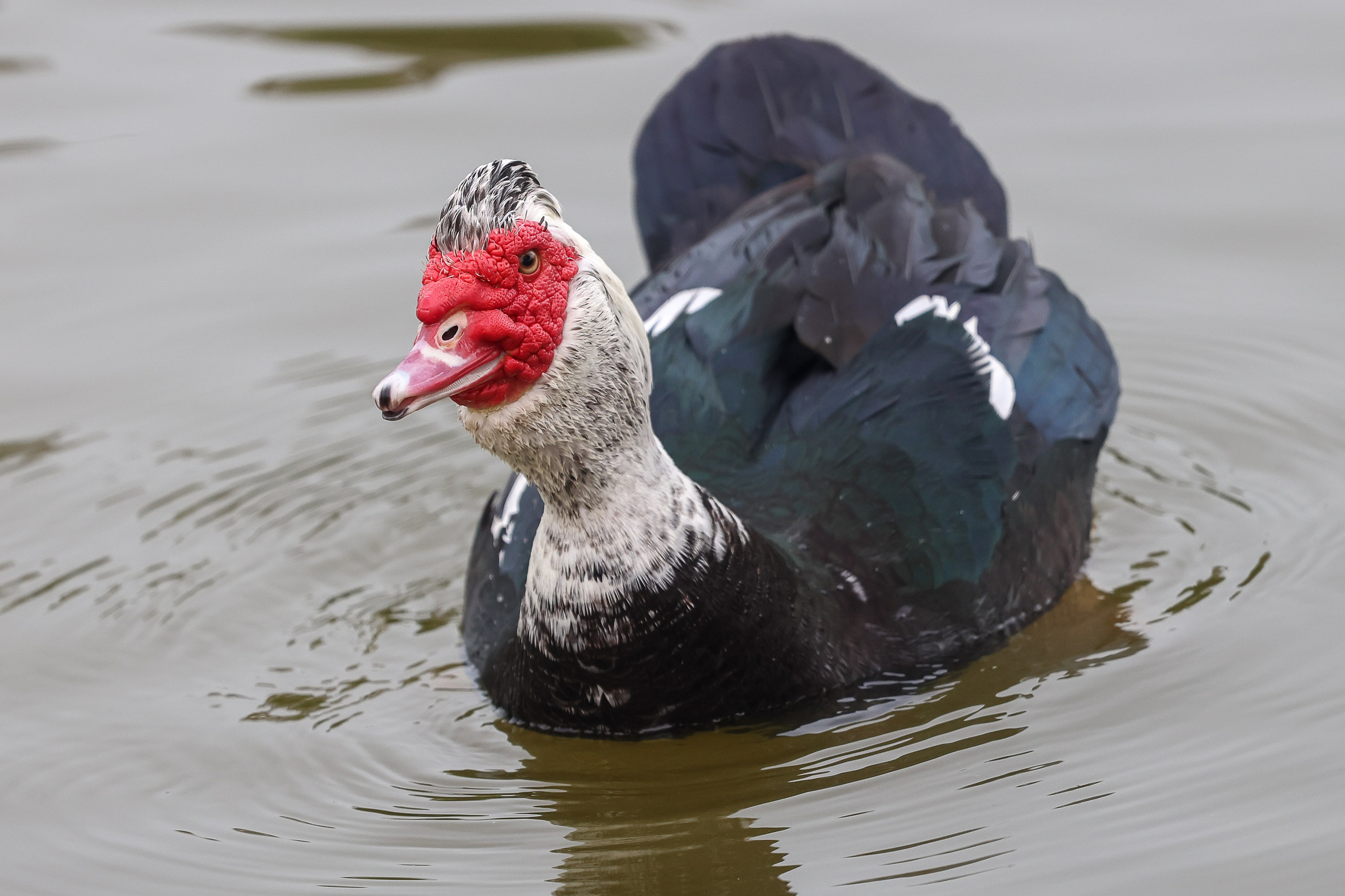 В мире животных. Фотограф Дмитрий Алексеев
