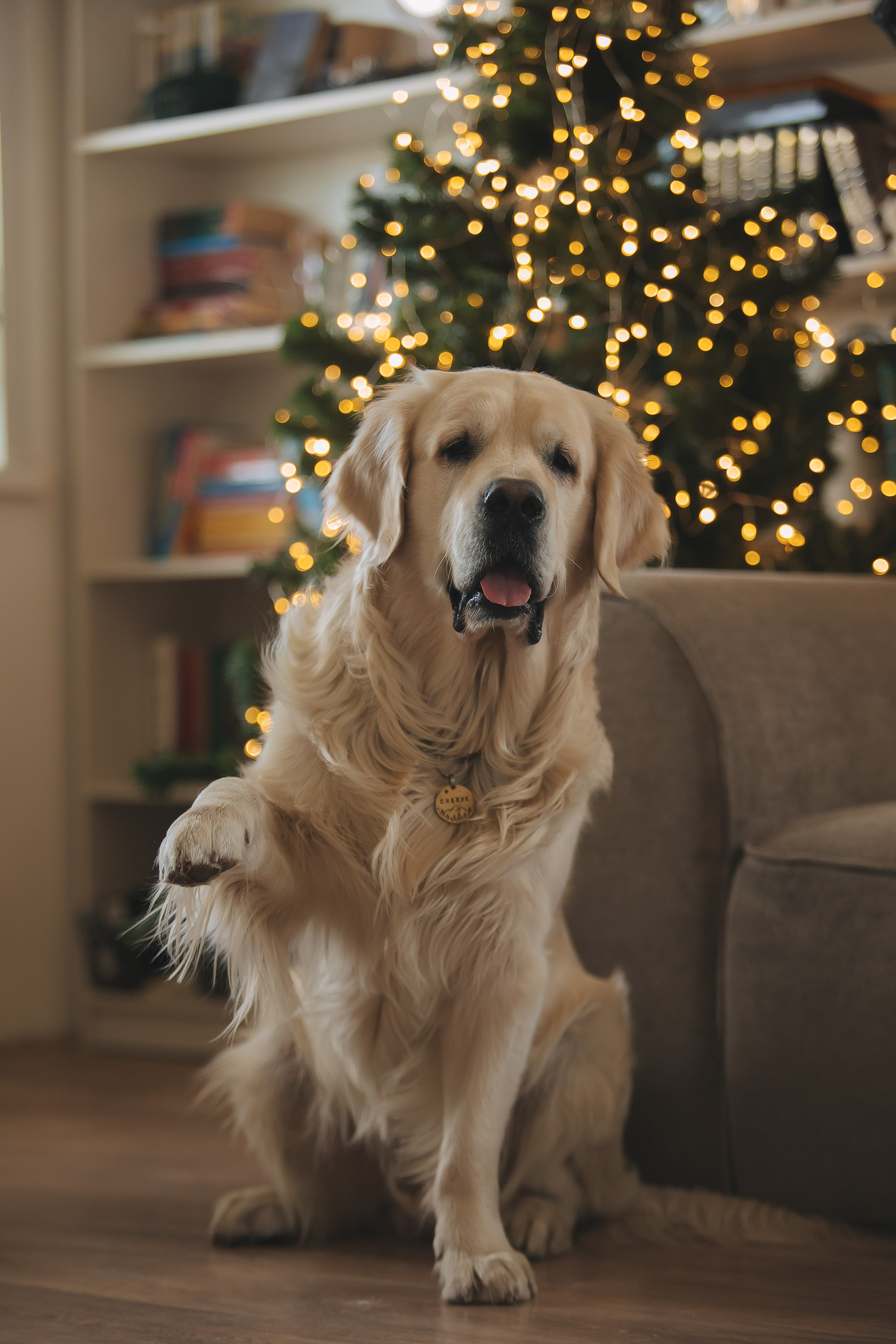 Снежик и Веста, НГ. Свадебный и женский фотограф