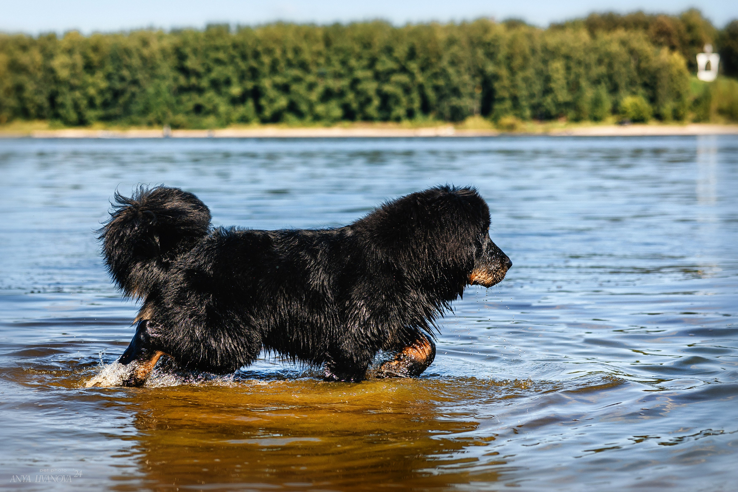 Адмирал. Фотограф анималист Аня Ливанова | Рыбинск