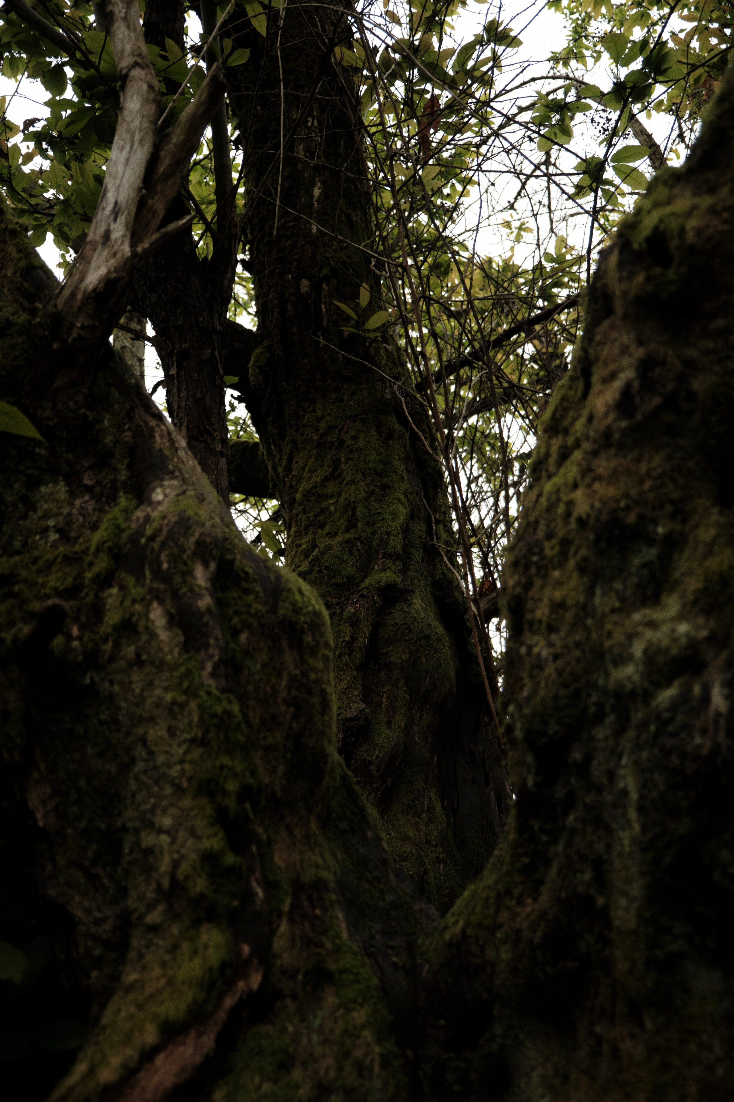 Khosta. Фотограф Настя Лев