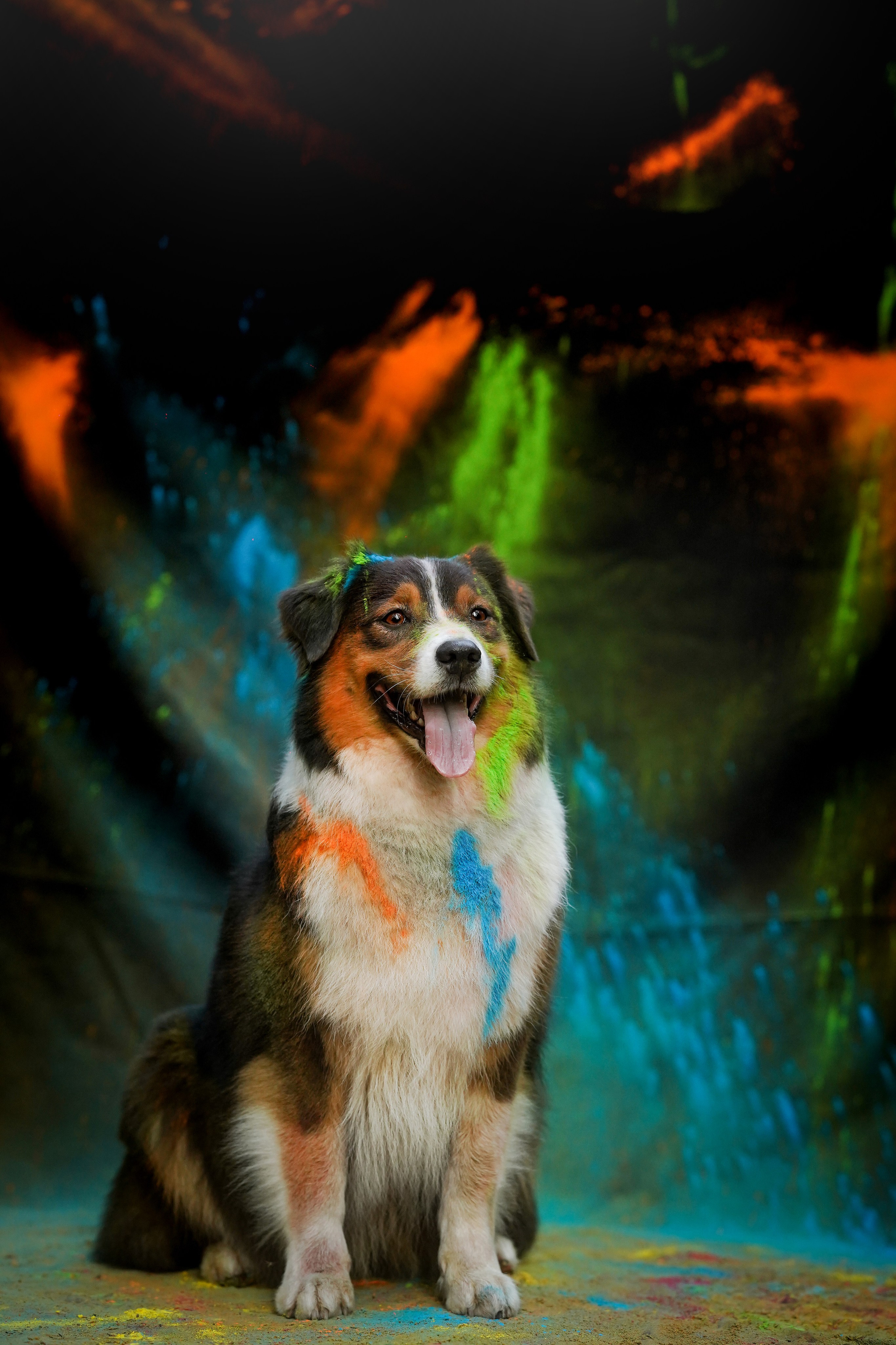 Съемка с красками холли. Фотограф-анималист в Санкт-Петербурге Яна Мартынова