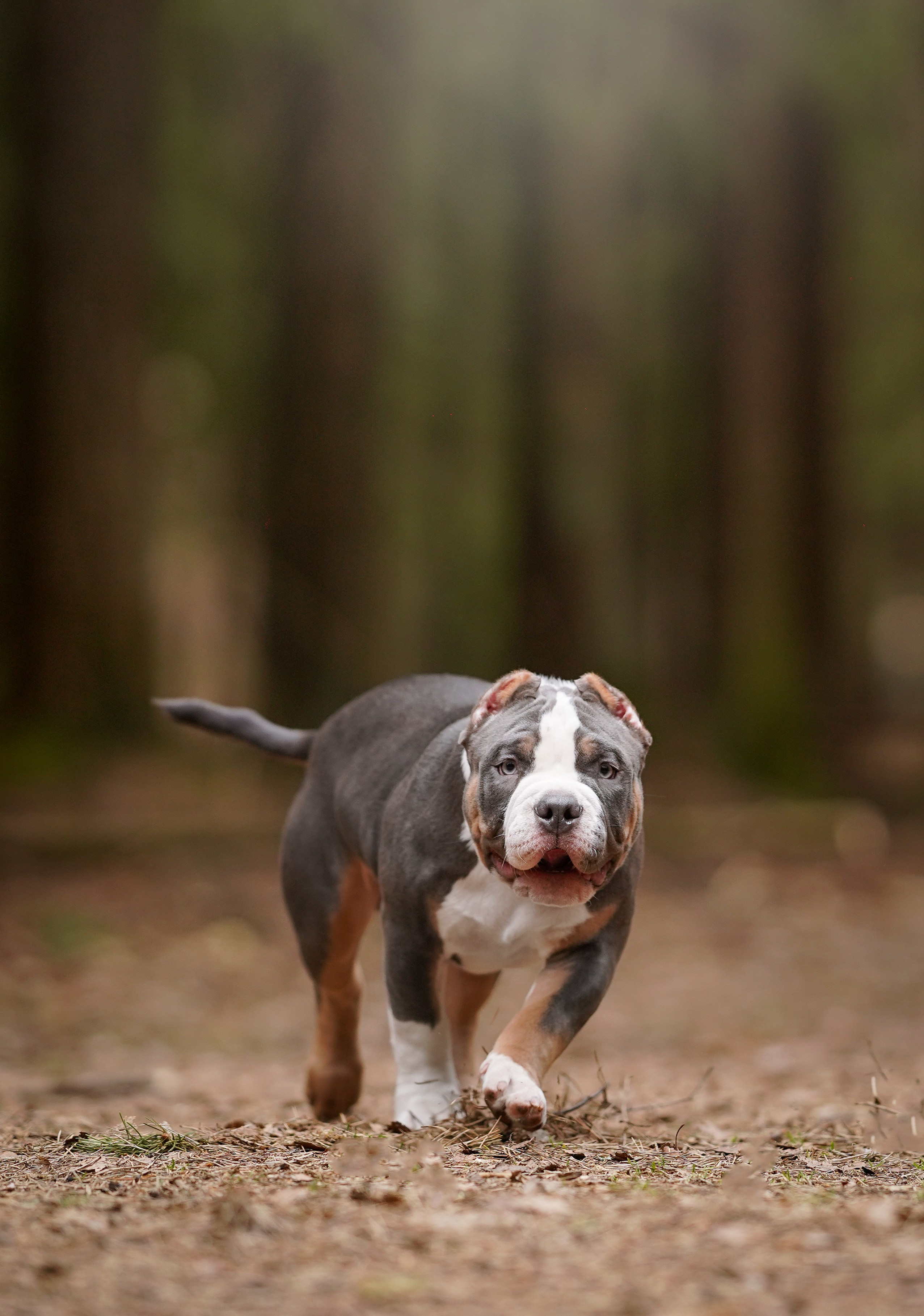 Щенки булли. Фотограф-анималист в Санкт-Петербурге Яна Мартынова