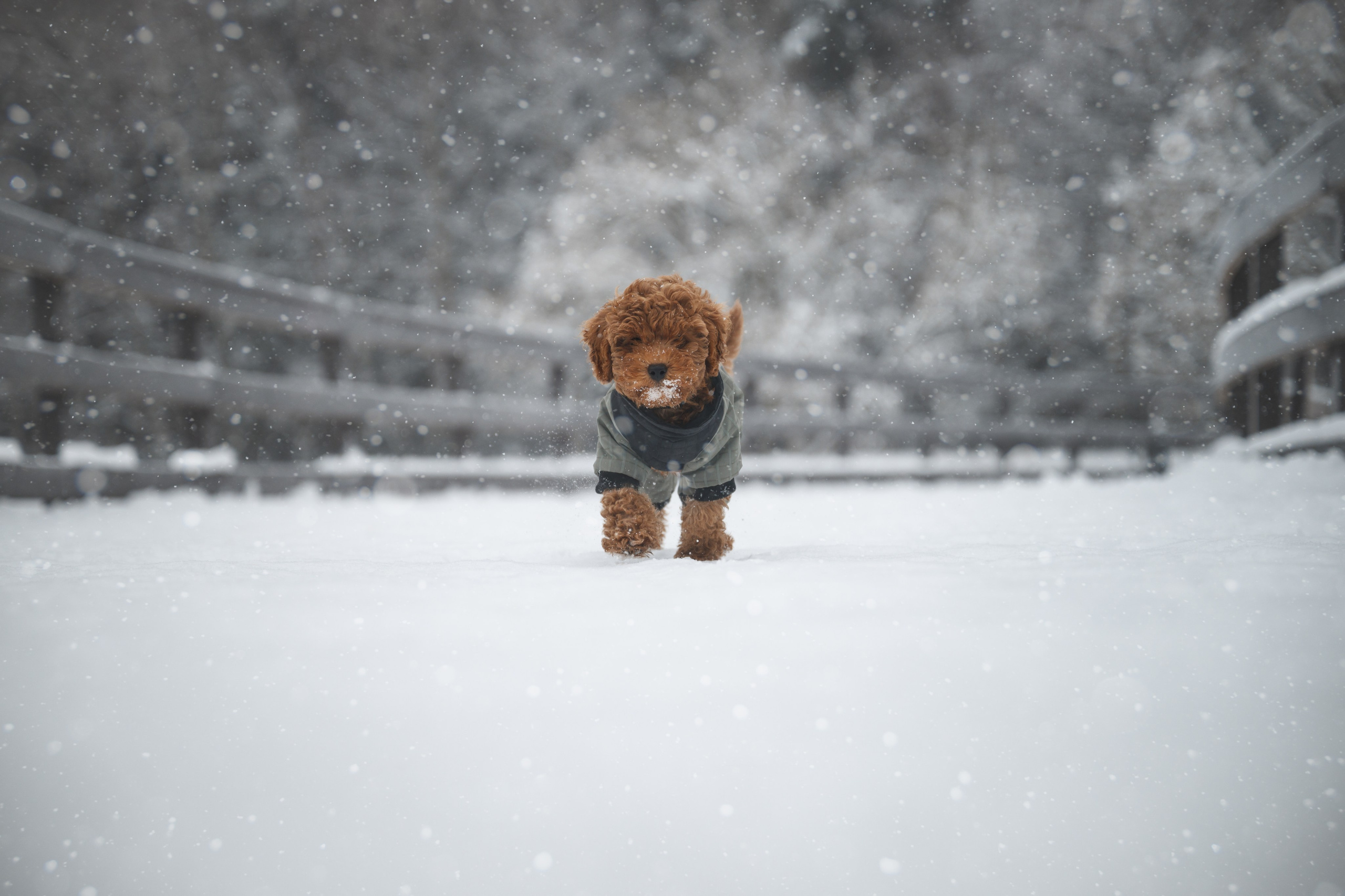 Щенок пуделя. Фотограф Анималист в Москве Анастасия Жучкова
