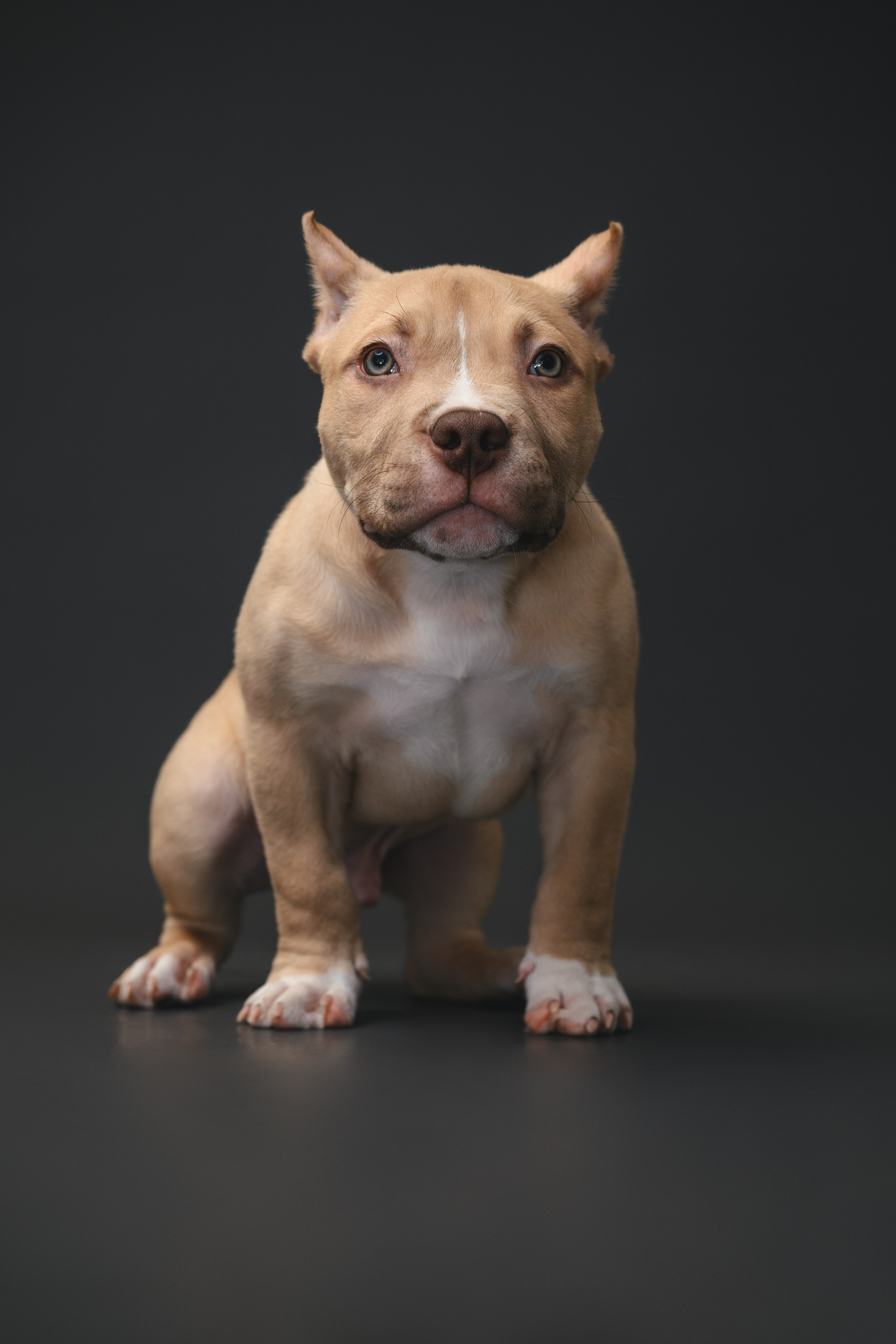 Булли. Фотограф Анималист в Москве Анастасия Жучкова