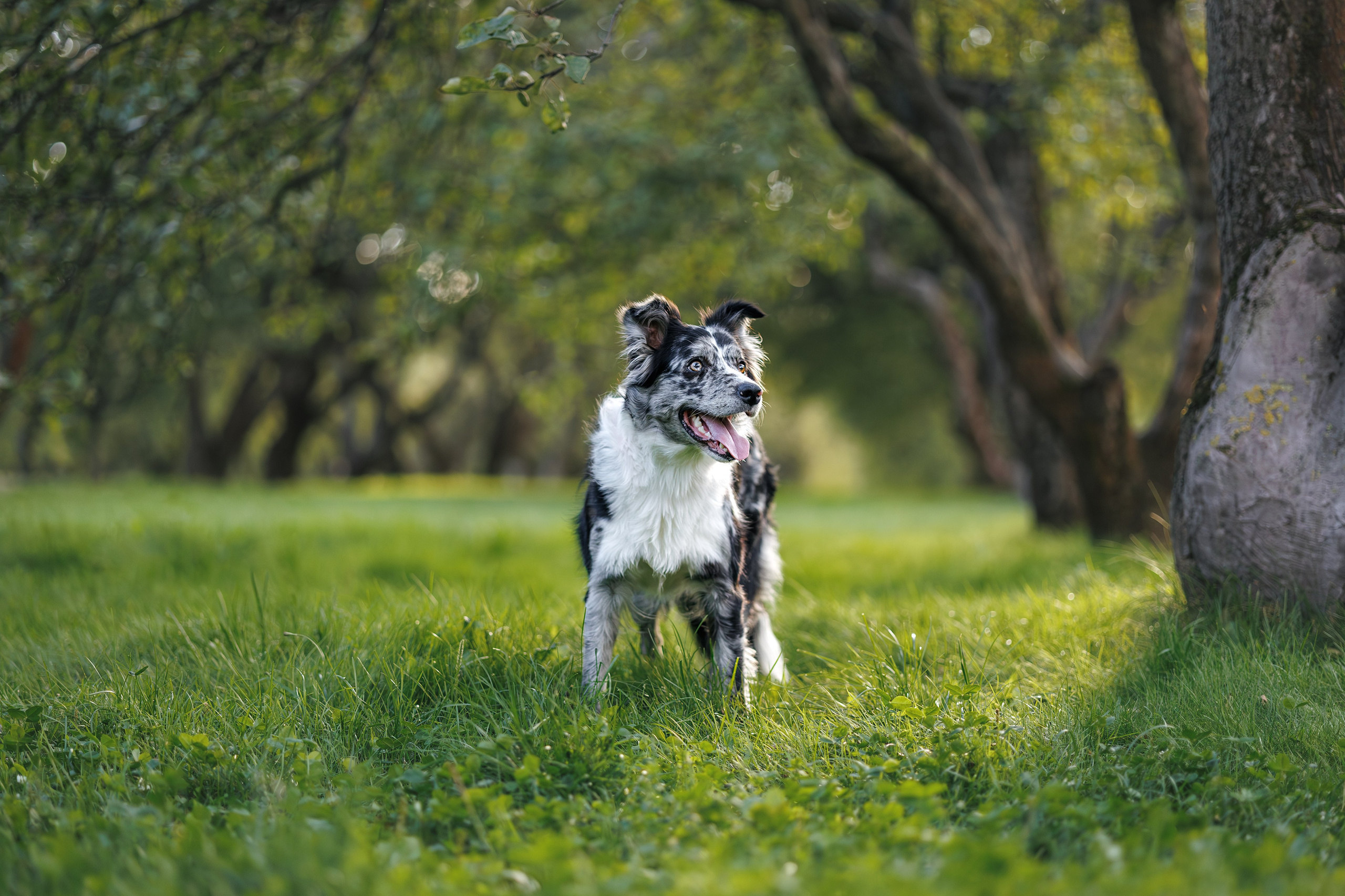 Бордер Колли. Фотограф Анималист в Москве Анастасия Жучкова