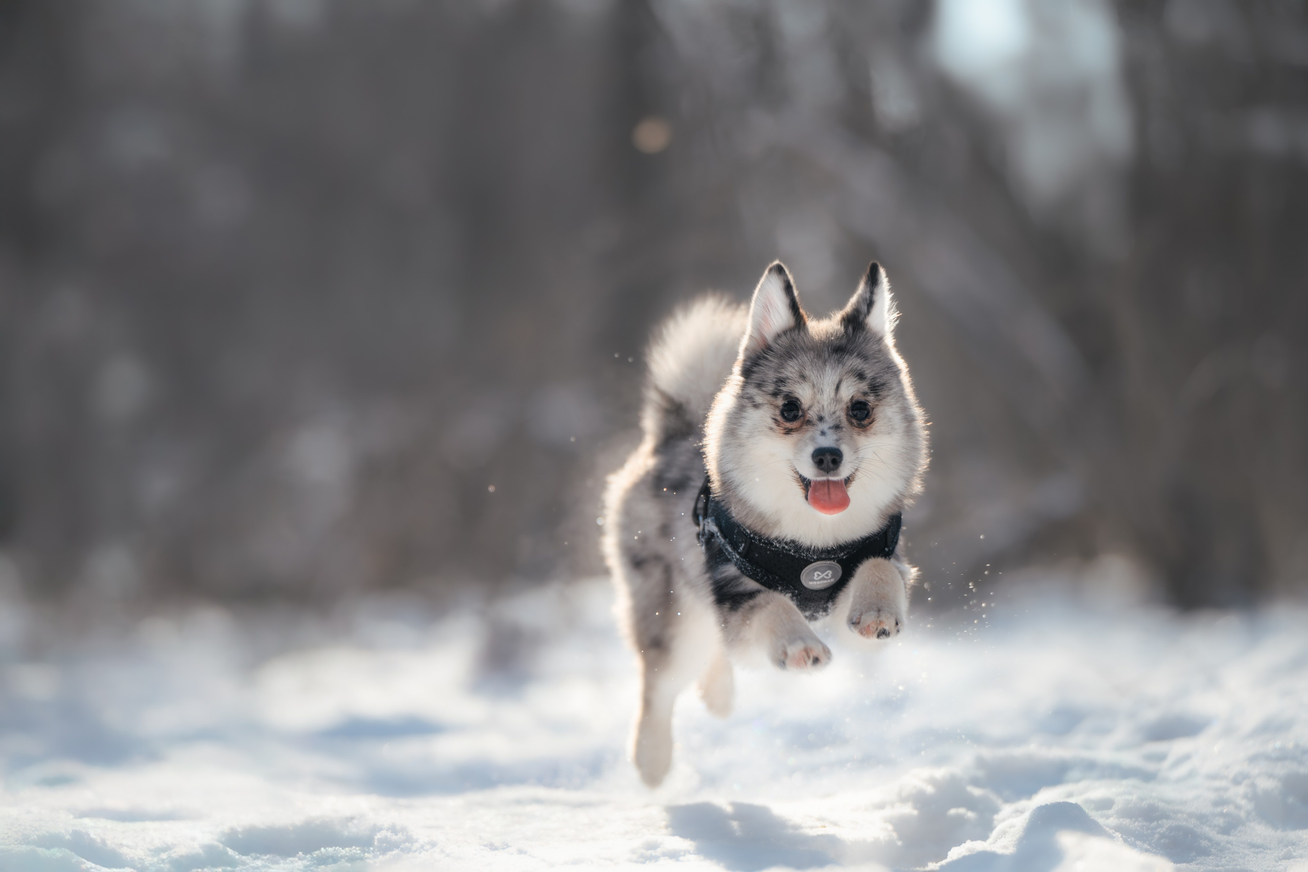 4 щенка помски. Прогулка в лесу. Фотограф Анималист в Москве Анастасия Жучкова
