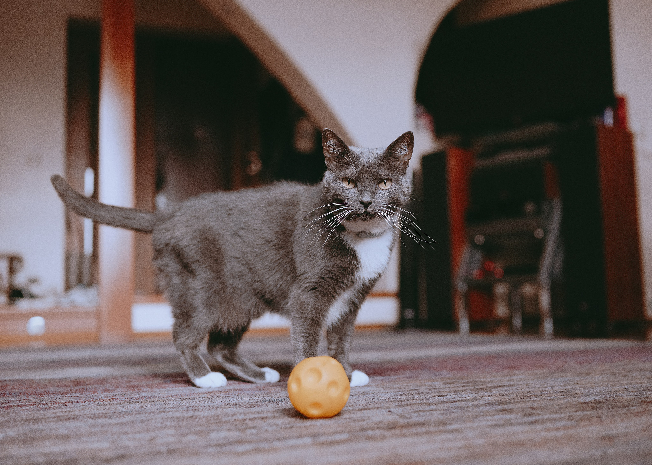 Дольче. Фотограф- анималист Александра Матвеева