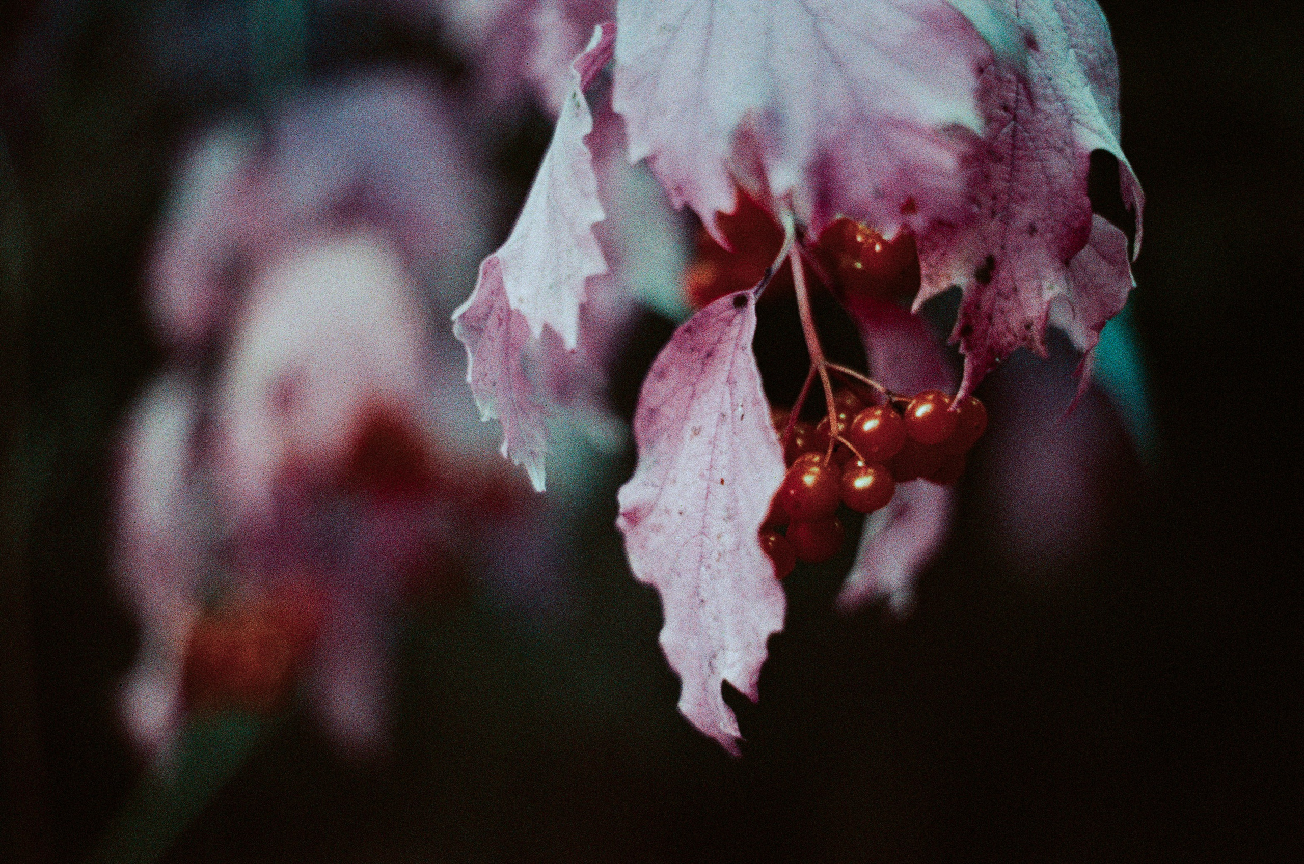 Purple overdose III. EVER EXPOSED