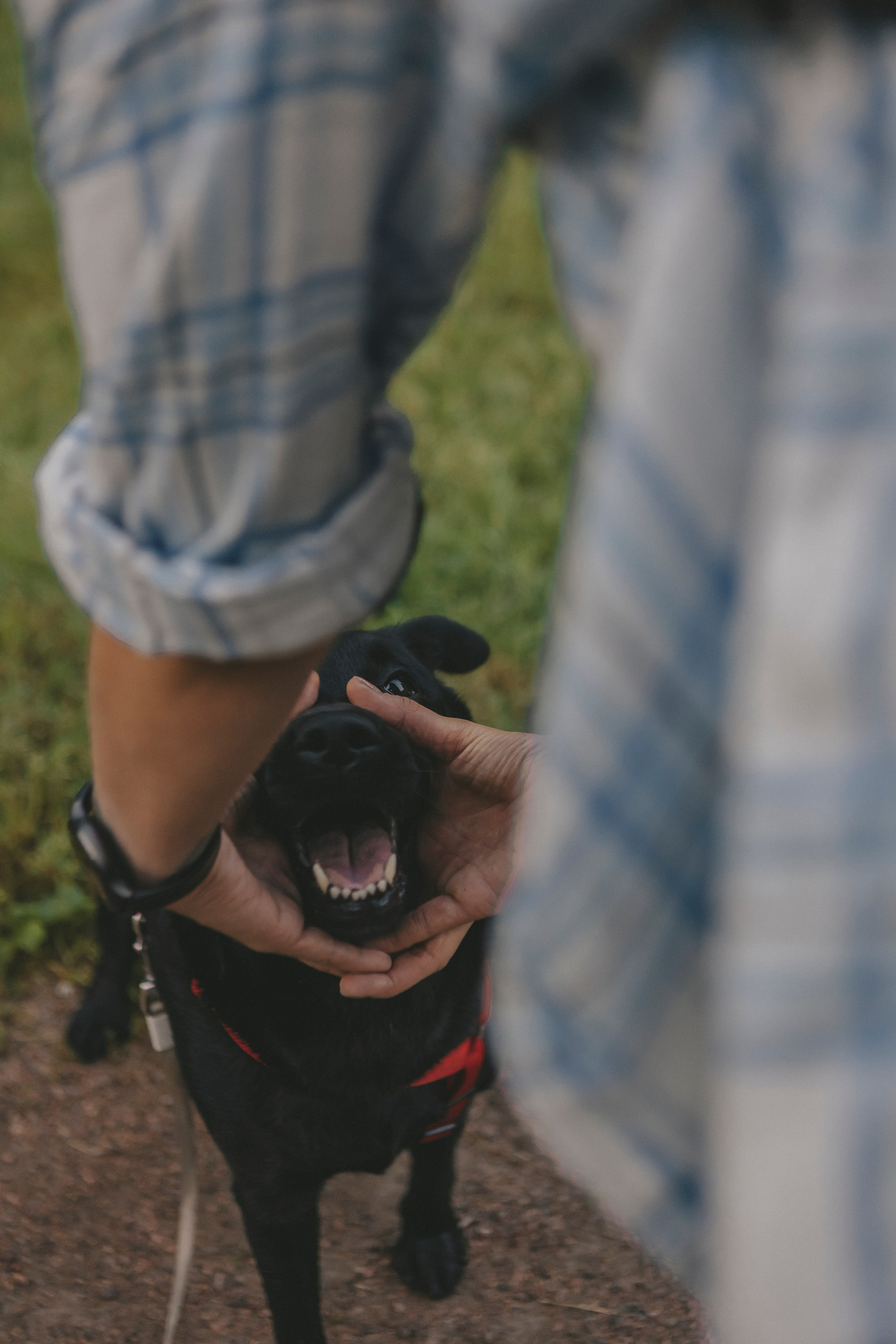 Саша и Дана. Фотограф-анималист в Санкт-Петербурге Алина Яхонт