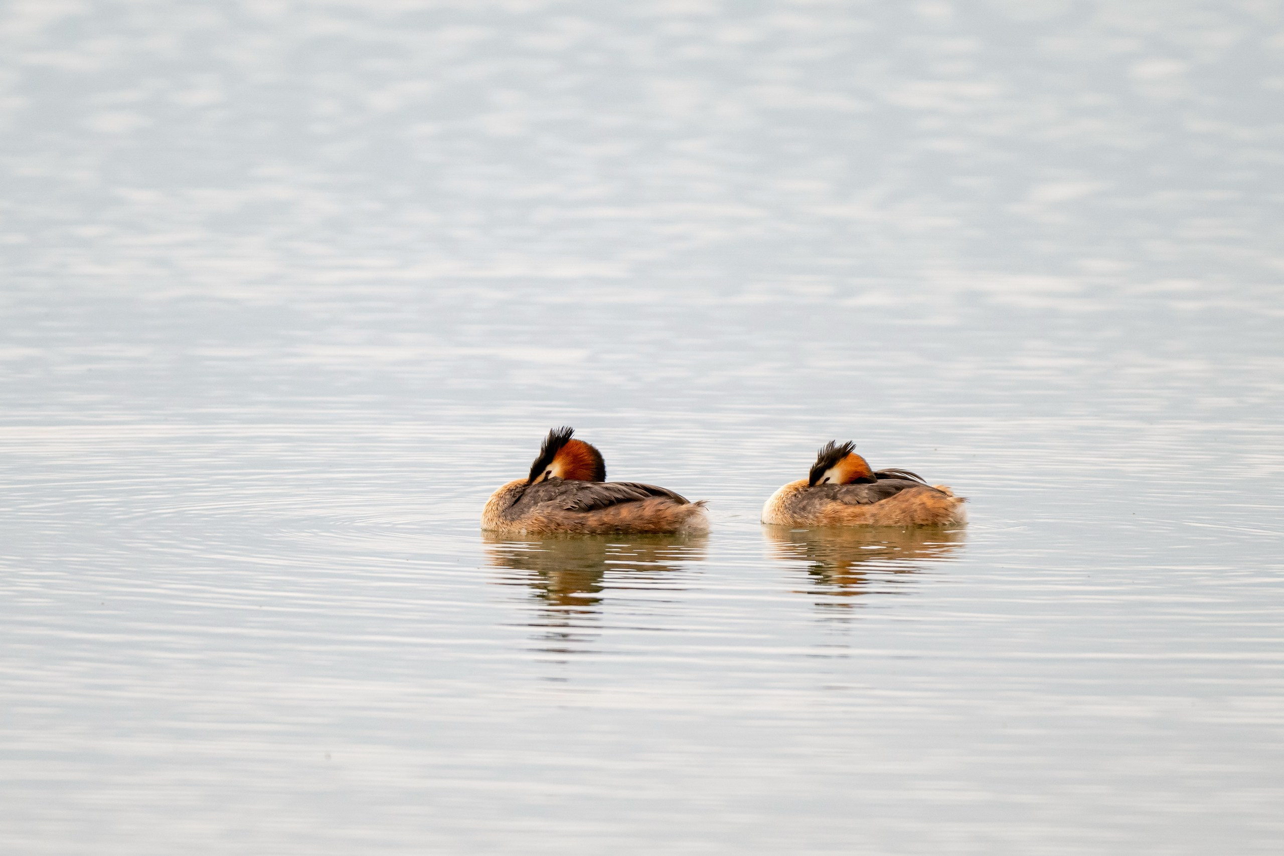Пейзажный фотограф, Фотографии дикой природы. Foto-Zuev фотография как искусство