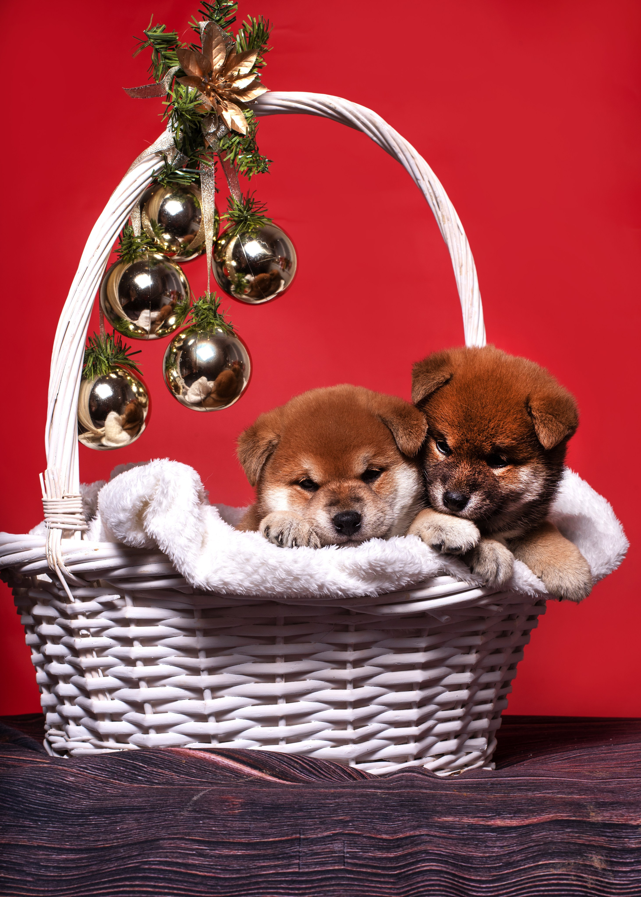 Папильончики. Дог-фотограф в Тюмени Александра Королева