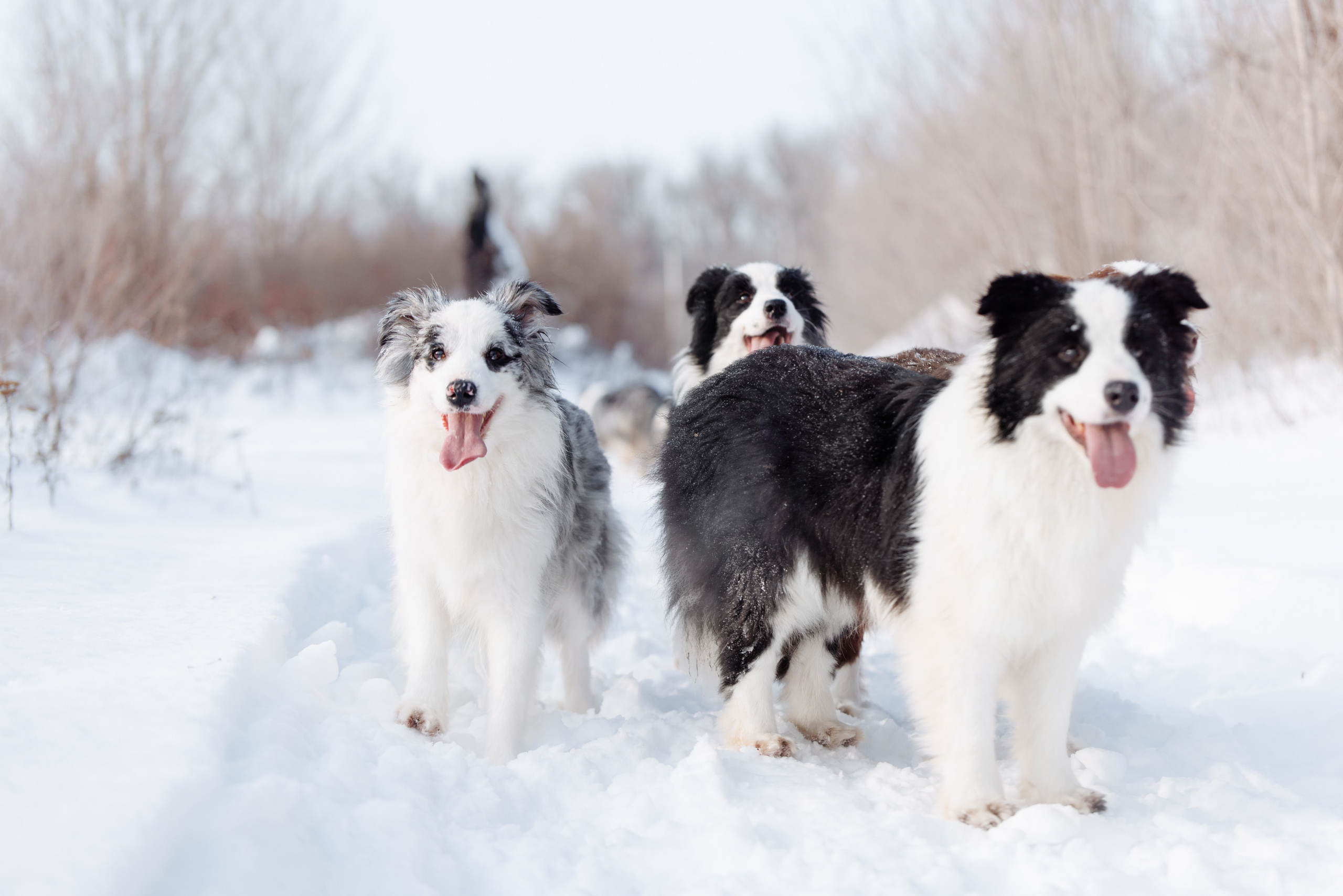 Яркий январь. О нас