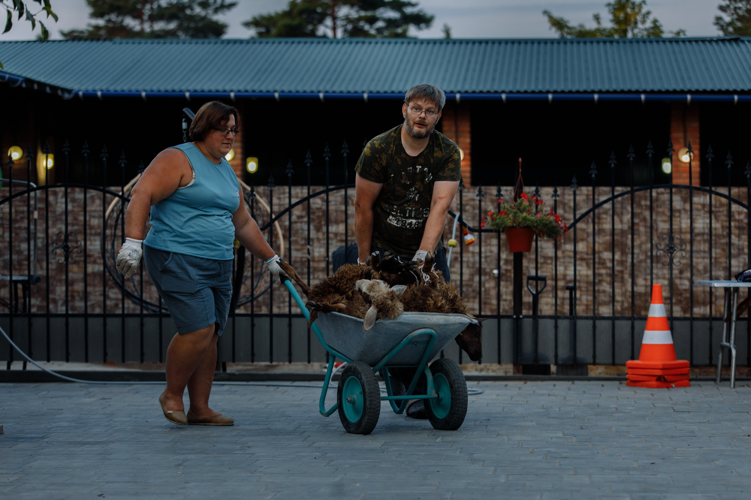 Овечий день. О нас