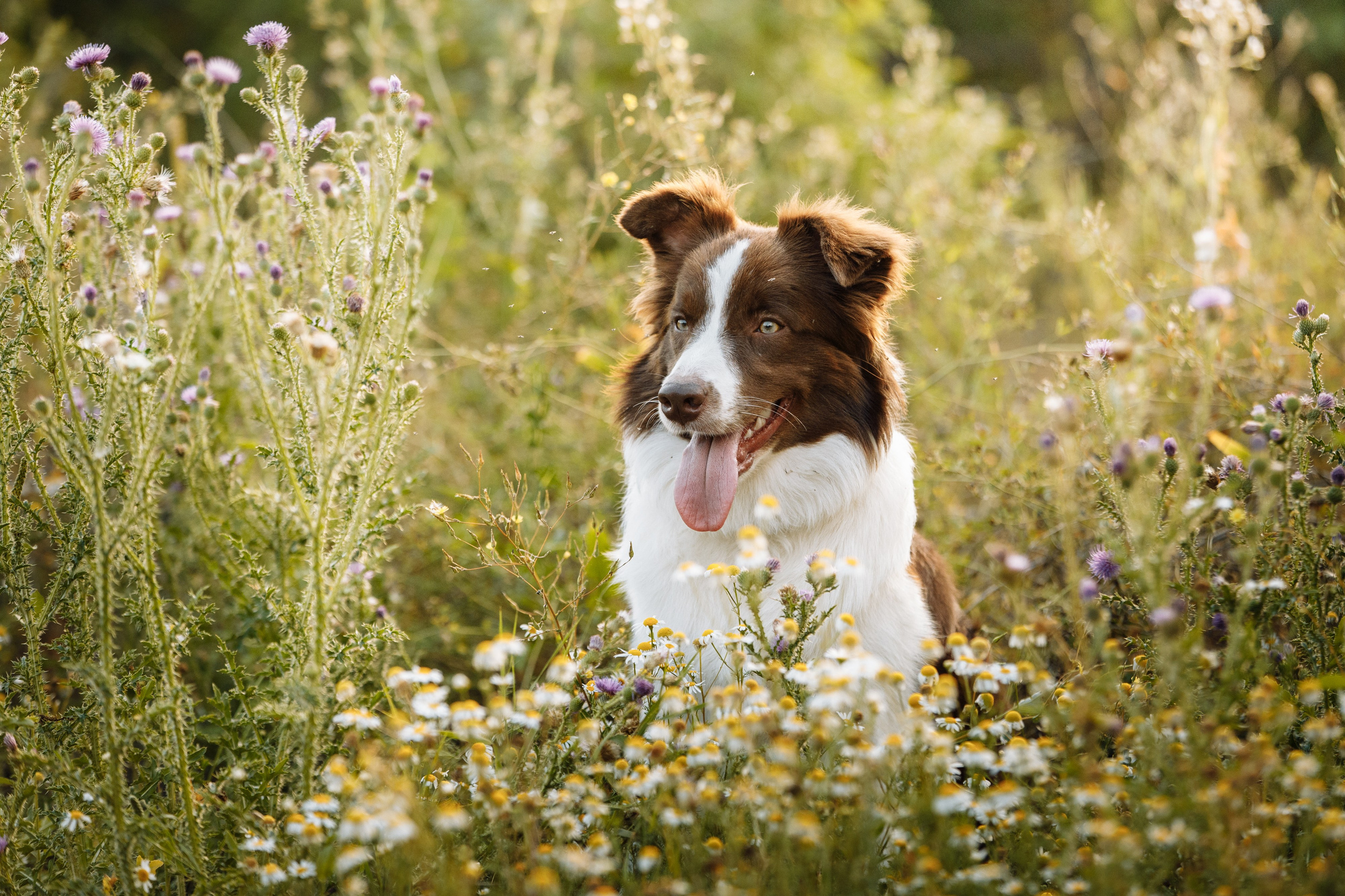 Овечий день. О нас