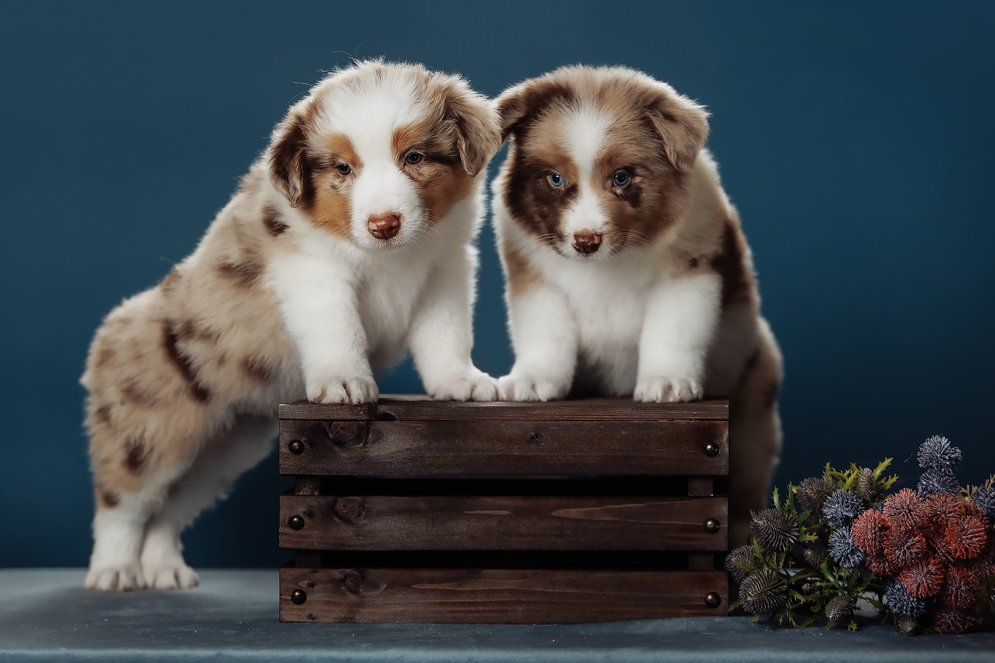 Синева. О нас