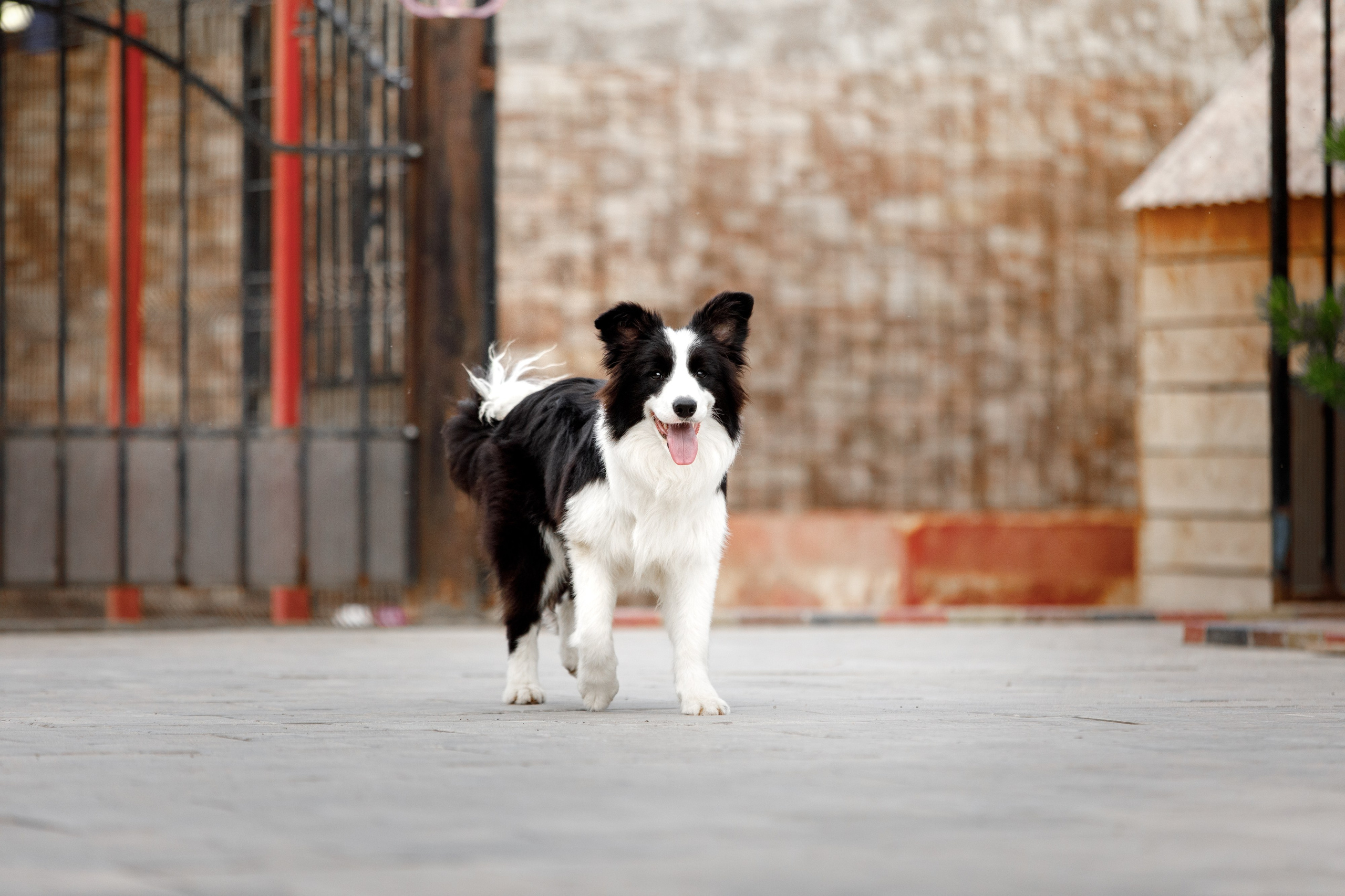 Болтовня в саду. О нас