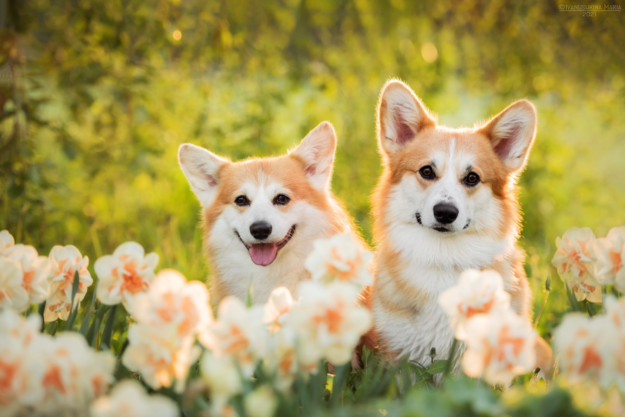 Фотограф-анималист. Фотограф собак в Москве и Московской области Иванушкина Мария