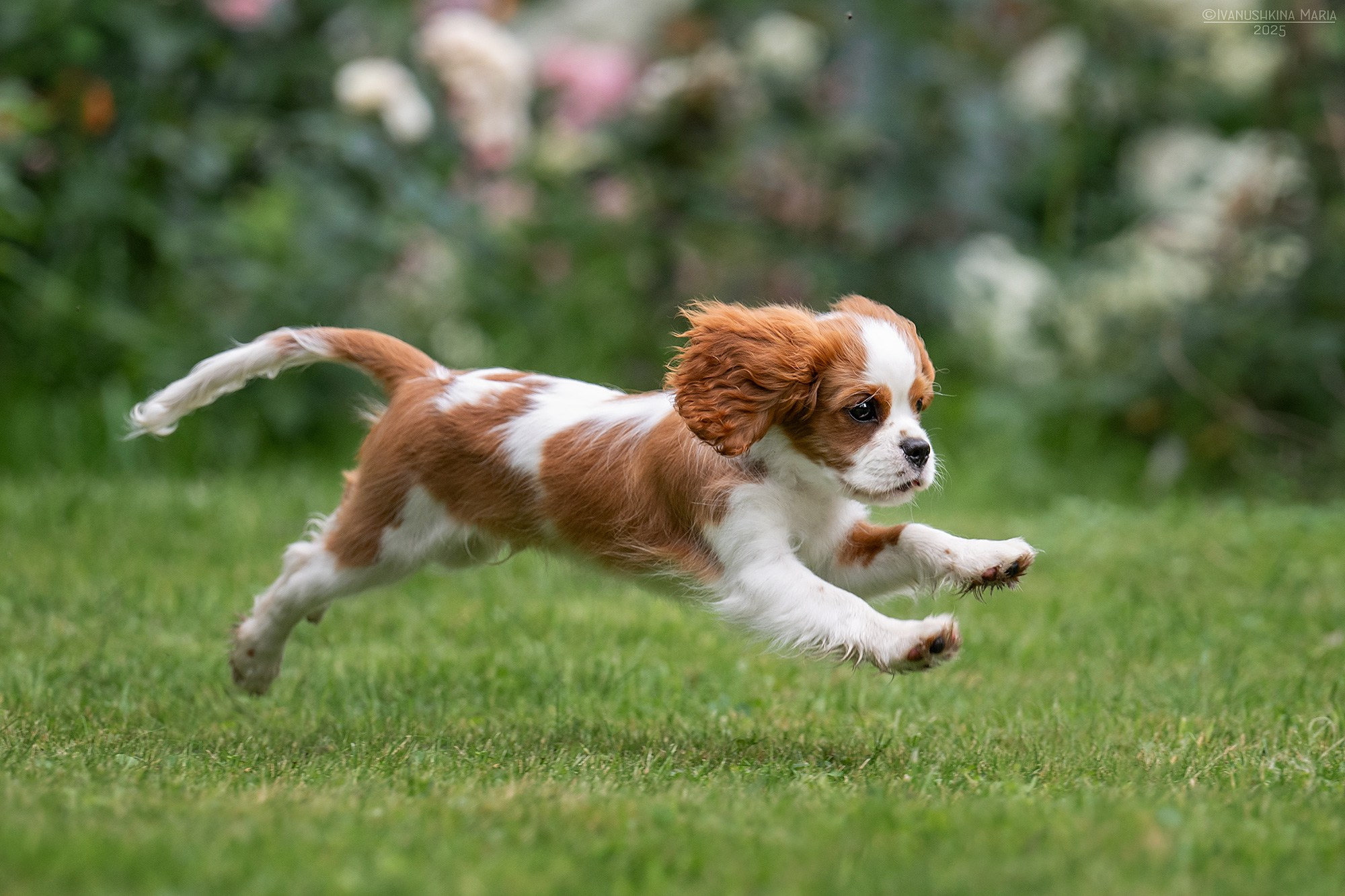 Фотосессия щенков на продажу. Фотограф собак в Москве и Московской области Иванушкина Мария