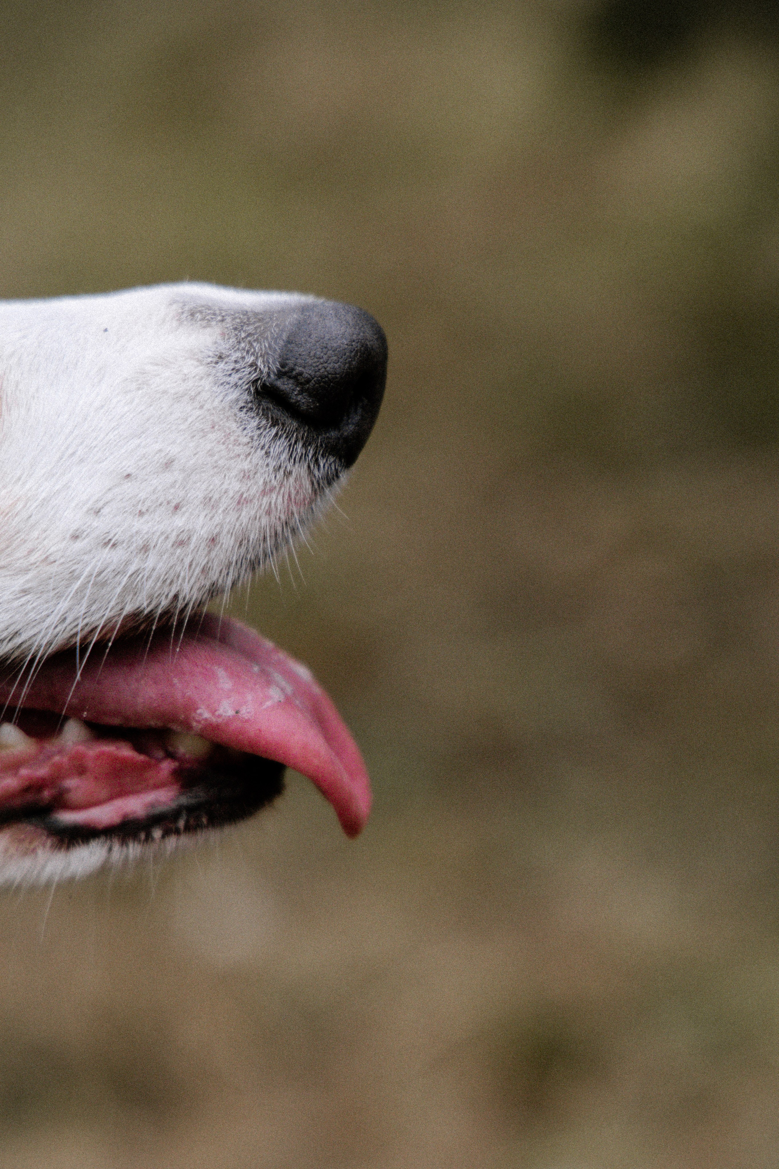 Питомцы. Семейный фотограф | Керчь | Ивановская Виктория