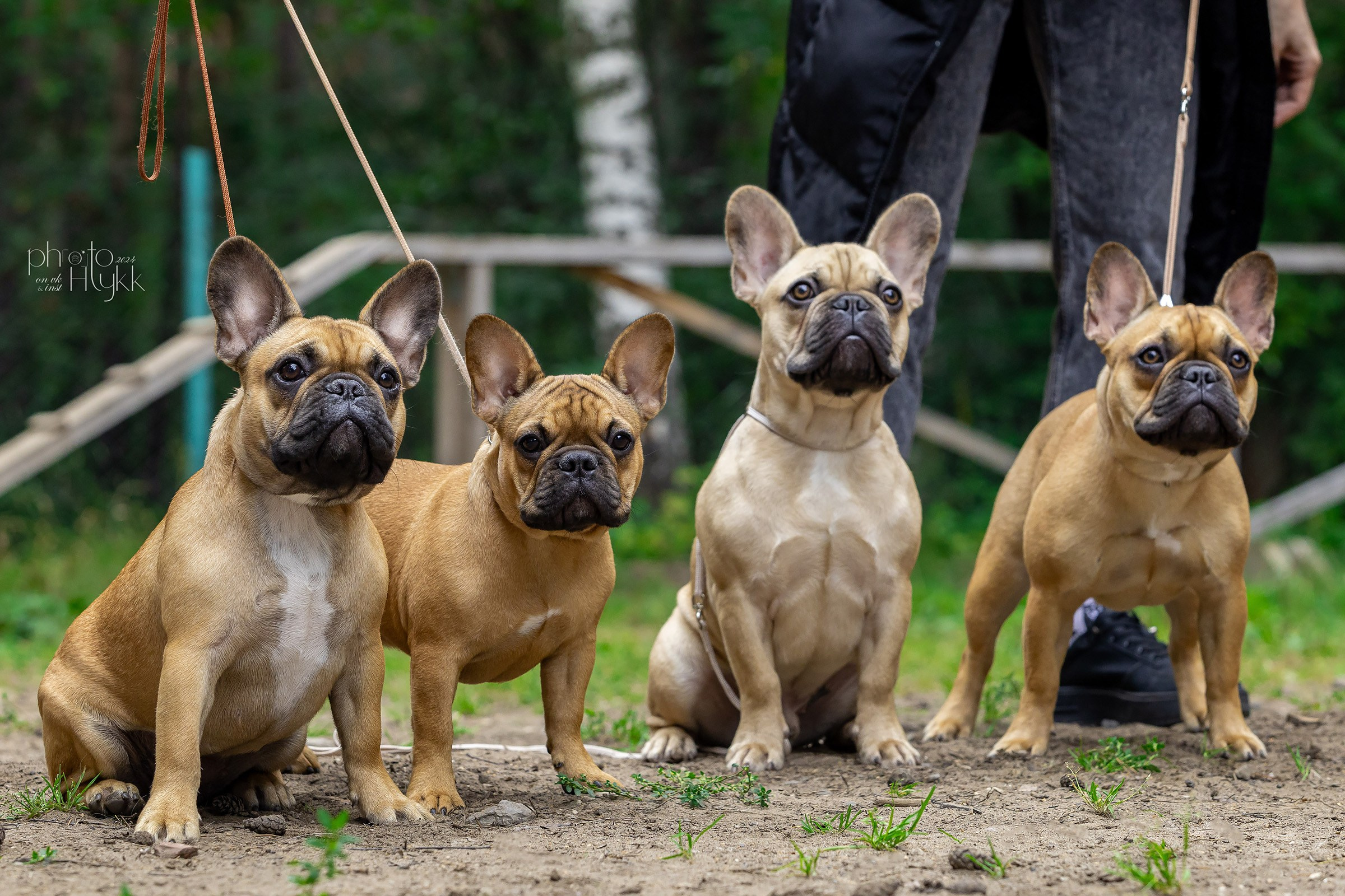 24 августа 2024, Выставка РКФ, г. Пермь. Htykk_photo