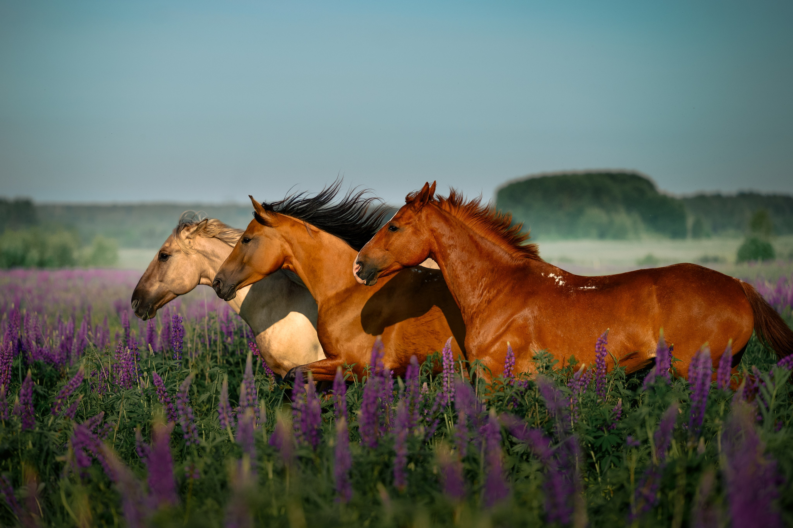 Фотограф в Ростове —на — Дону