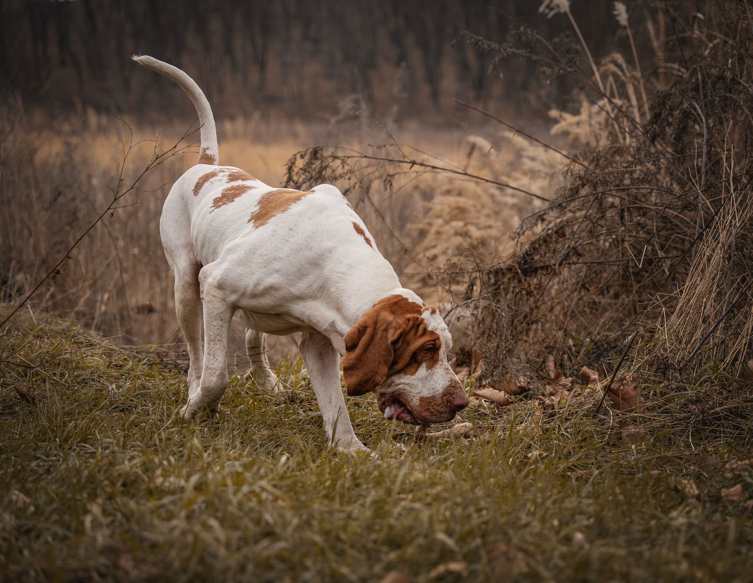 Итальянский бракк Стеша и Любомир. Семейный фотограф анималист г. Находка