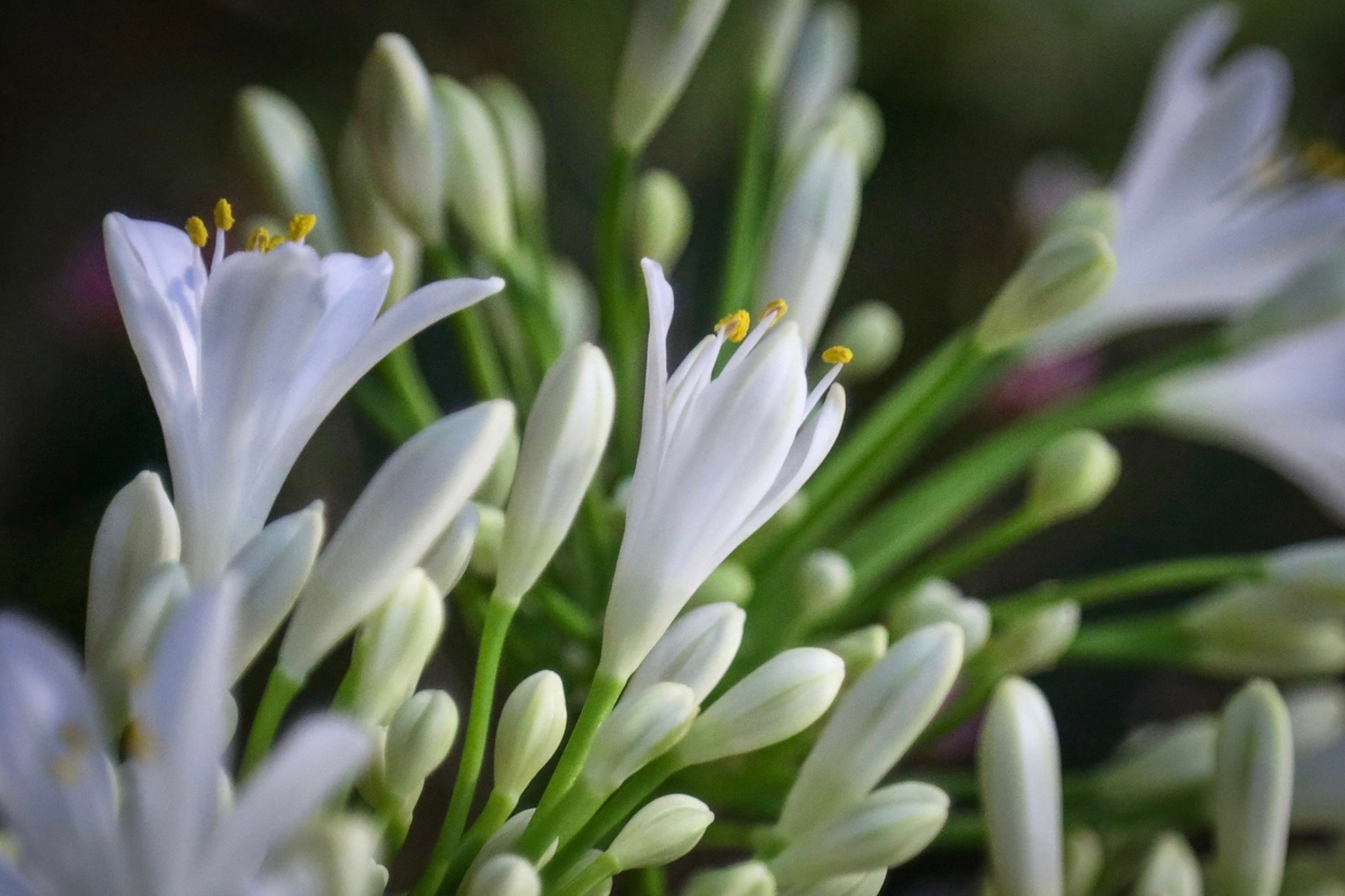 Фотографии с выставки Репетиция весны. Фотосессии и репортаж — Фотограф в Москве — Рина Серёгина