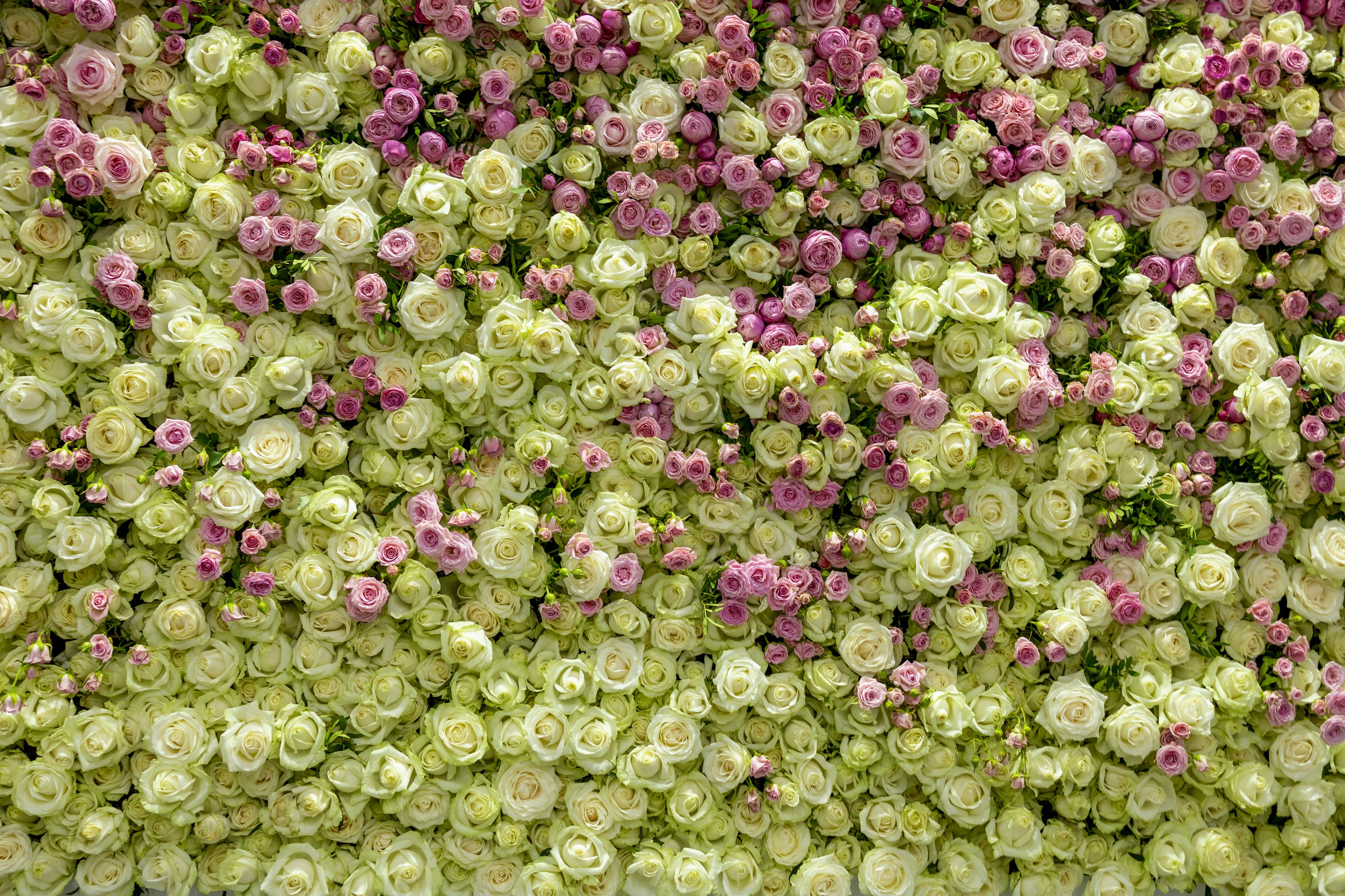 Цветы-Экспо 2025. Фотосессии и репортаж — Фотограф в Москве — Рина Серёгина