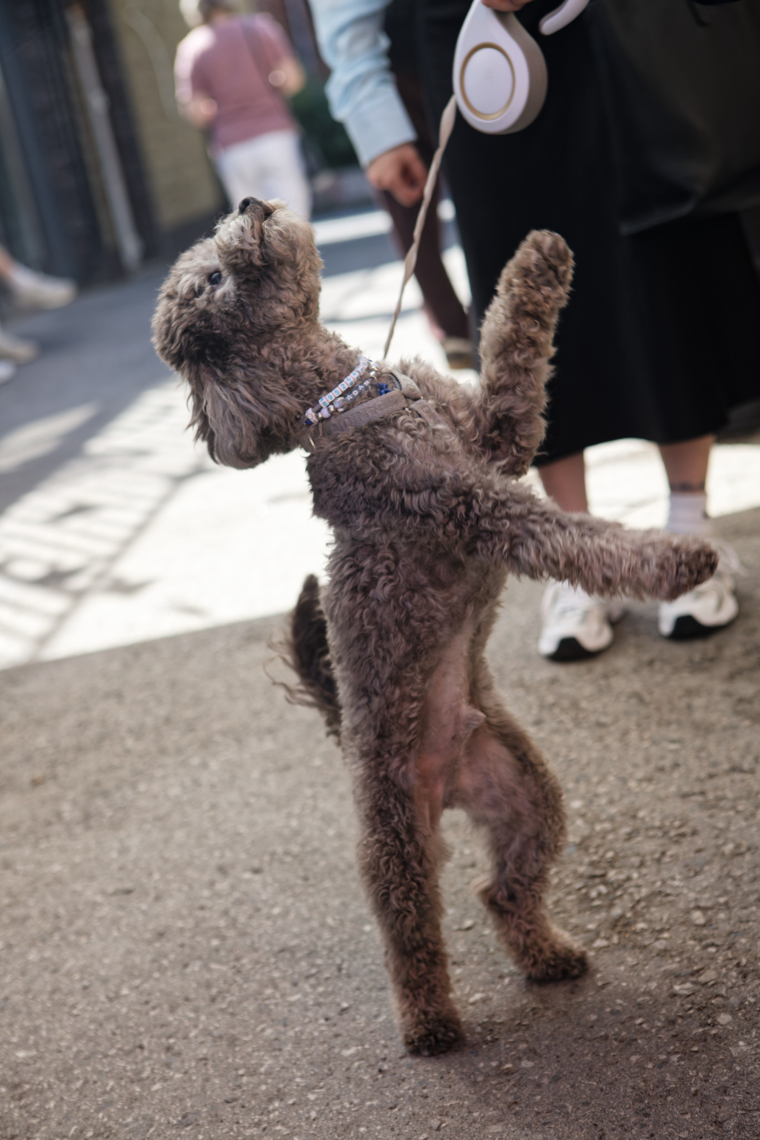 Вечеринка для собак Oh my dog 20.07.2025. Репортажный и спортивный фотограф в г. Пермь Зильберг Павел