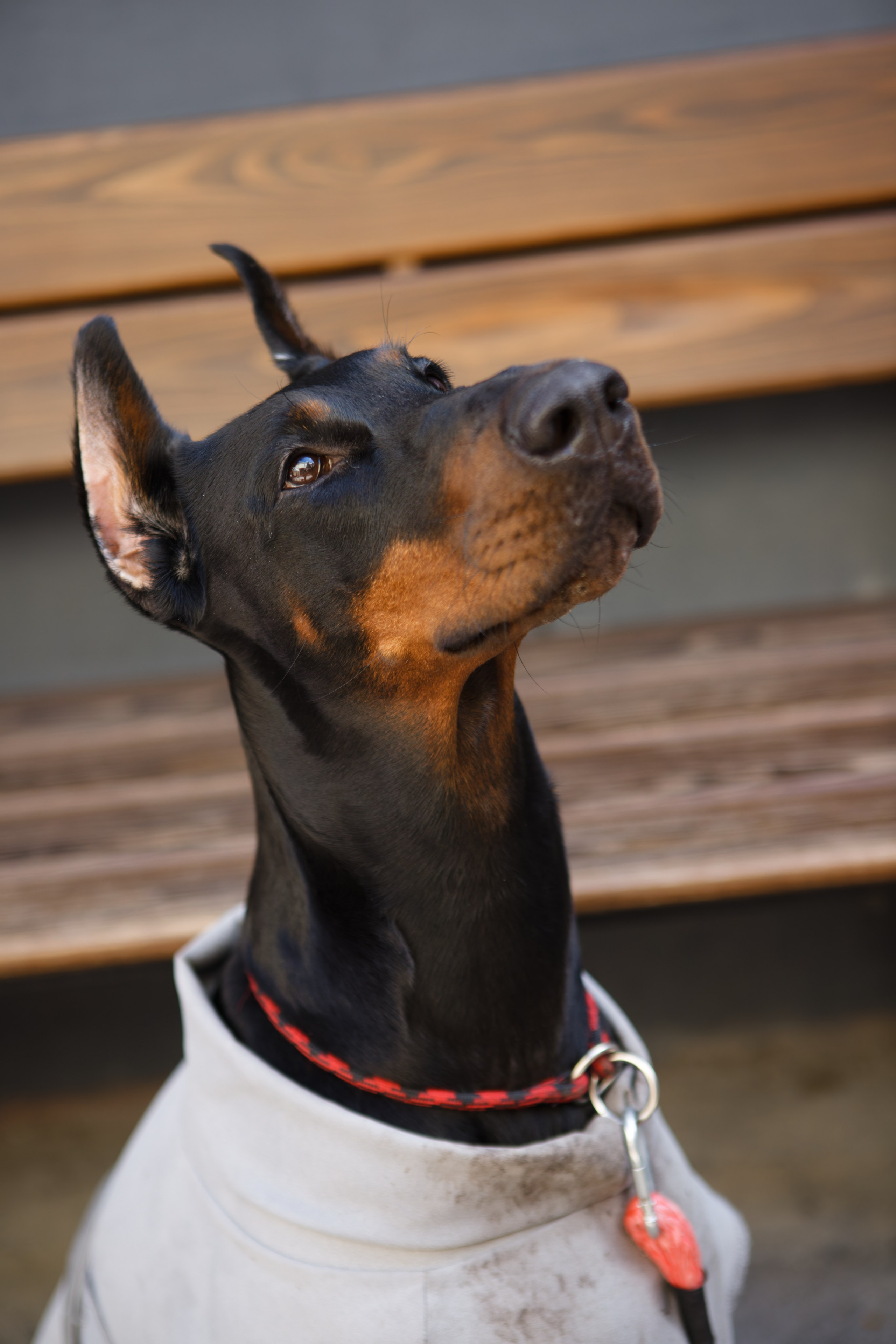 Мир животных. Репортажный и спортивный фотограф в г. Пермь Зильберг Павел