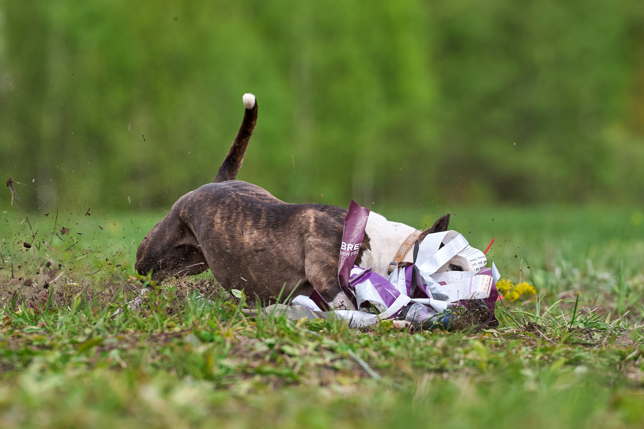 Тренировка по курсингу Донино. Фотограф-анималист Михаил Манухин