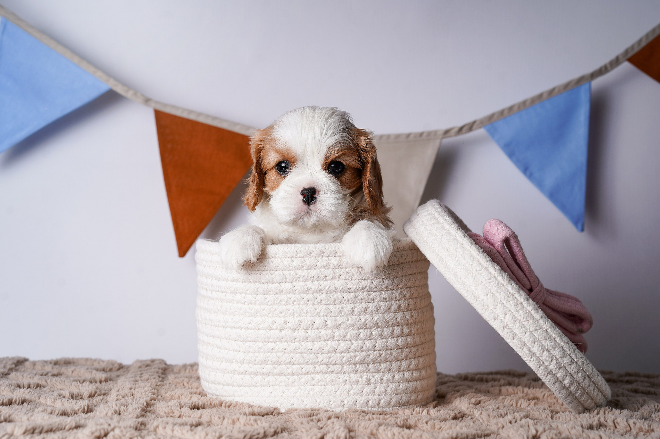 Щенки кавалер кинг чарльз спаниеля. Фотограф-анималист в Санкт-Петербурге Яна Мартынова