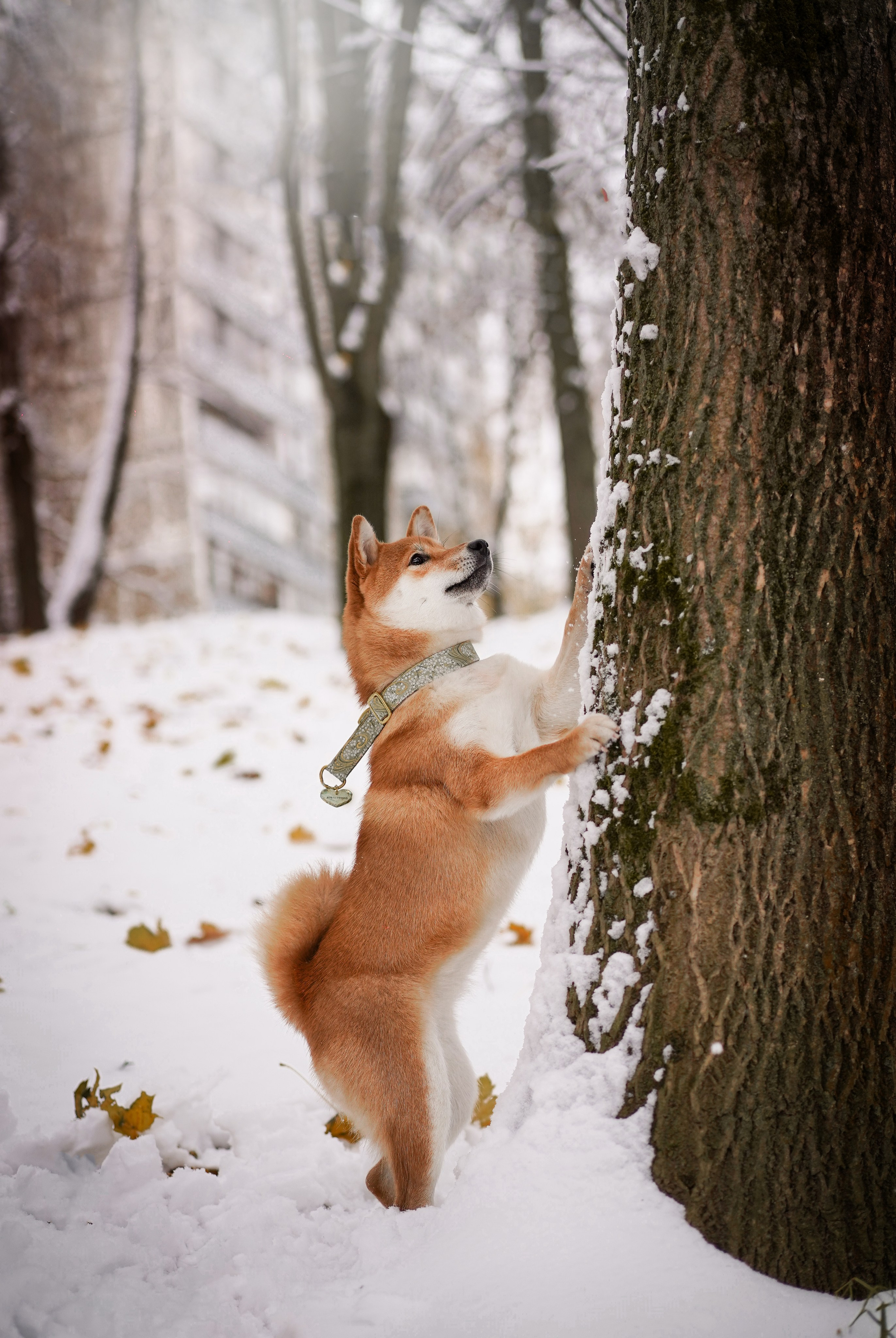 Алина и Юми. Фотограф-анималист в Санкт-Петербурге Яна Мартынова