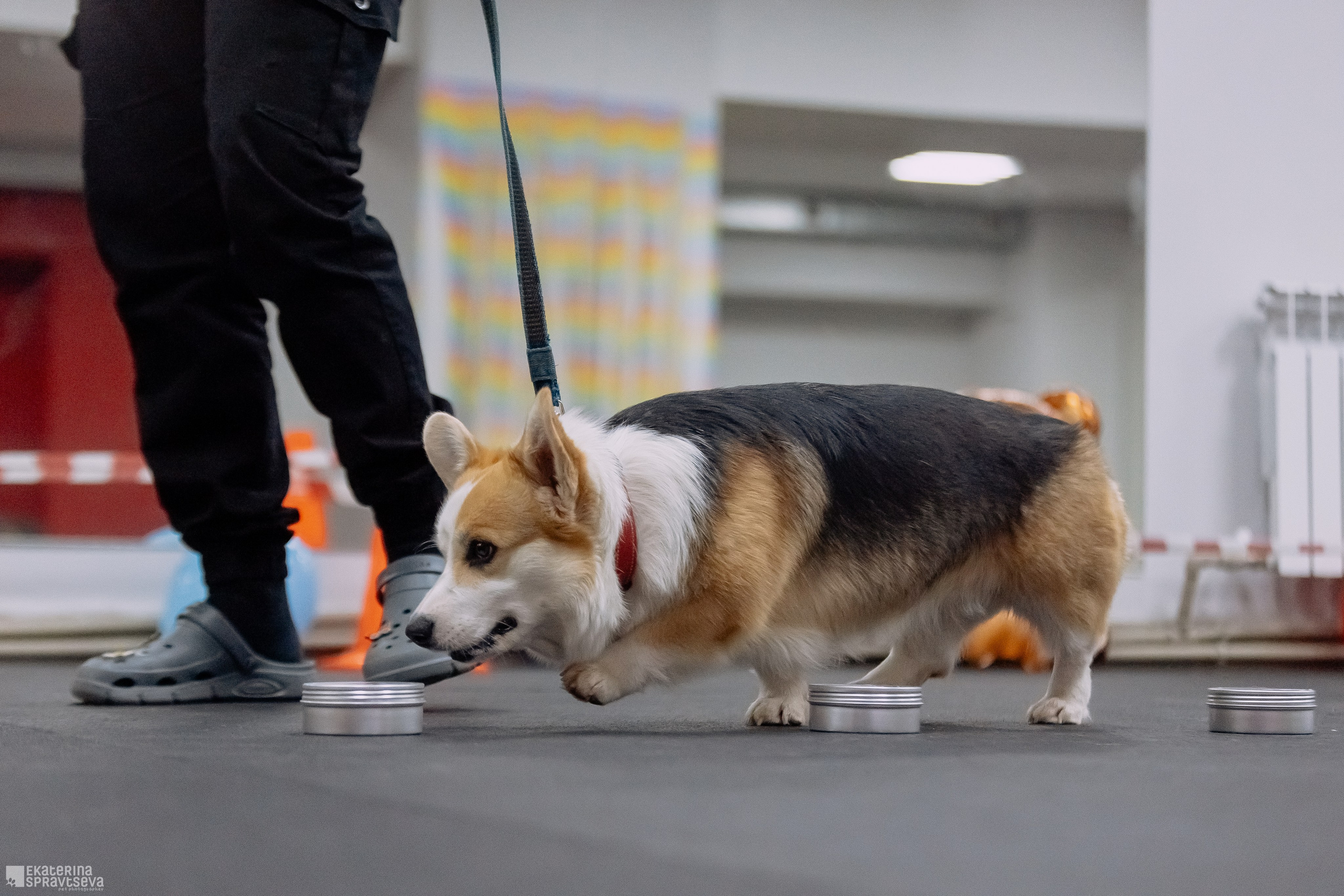 Праздник NoseWork. Фотограф Анималист Екатерина Справцева в Нижнем Новгороде