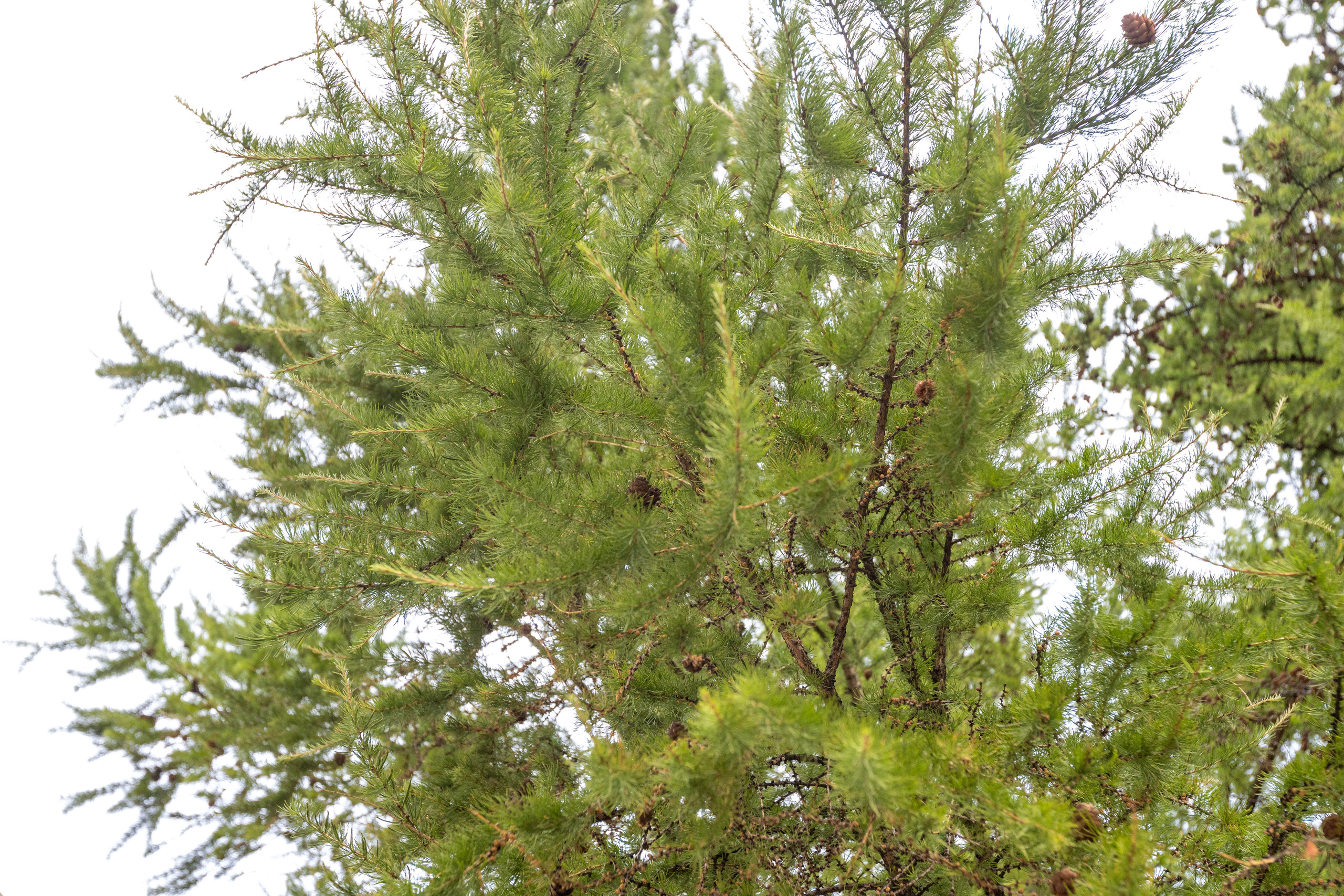 Кардеологический центр им. Бакулева (г. Москва). Фотограф в Туле Крупский АнДРей. Фотостудия «КАДР71» в Туле