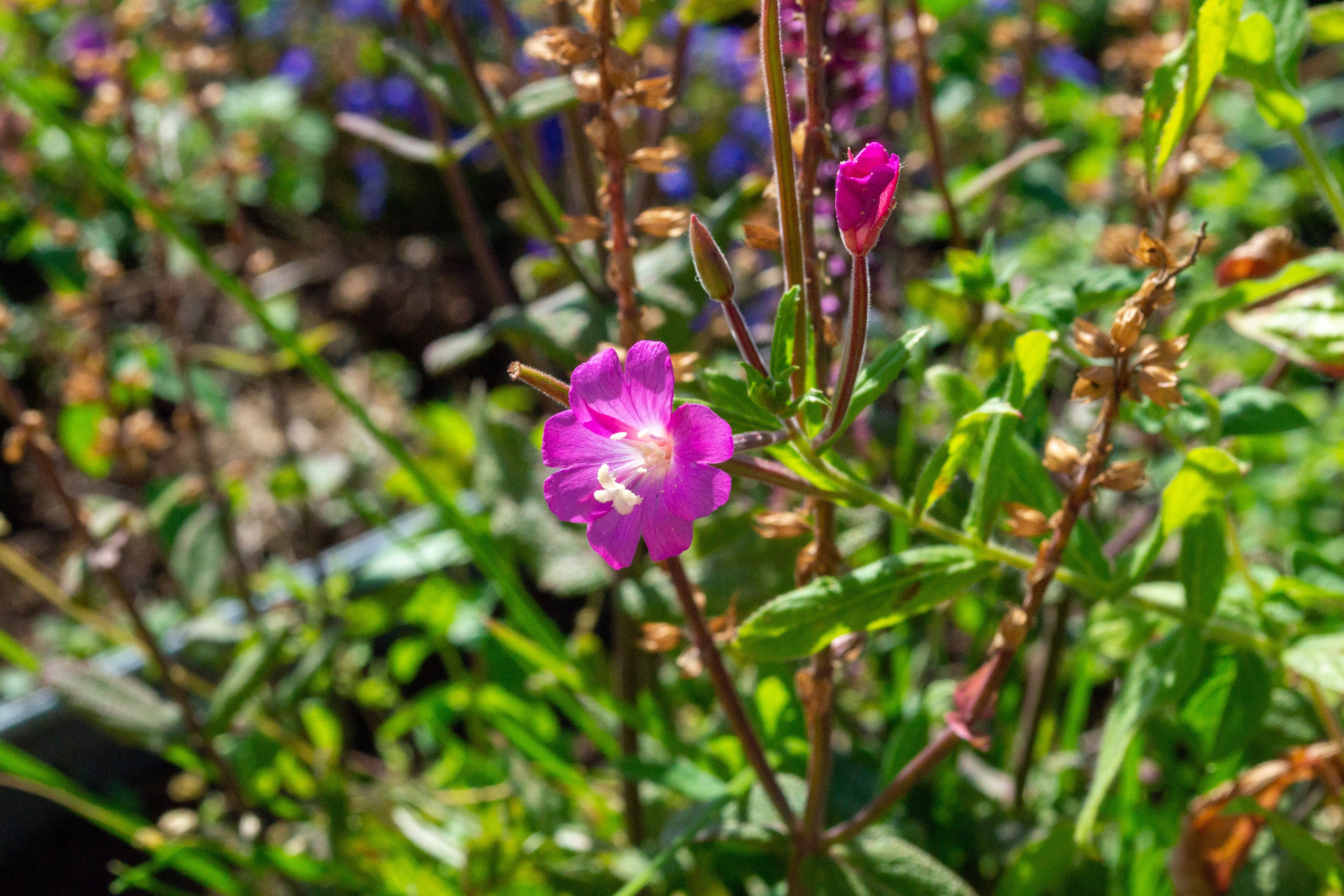 Тульская областная онкологическая больница (лето-цветы, NIKON D3100 35 мм F1,8)). Фотограф в Туле Крупский АнДРей. Фотостудия «КАДР71» в Туле