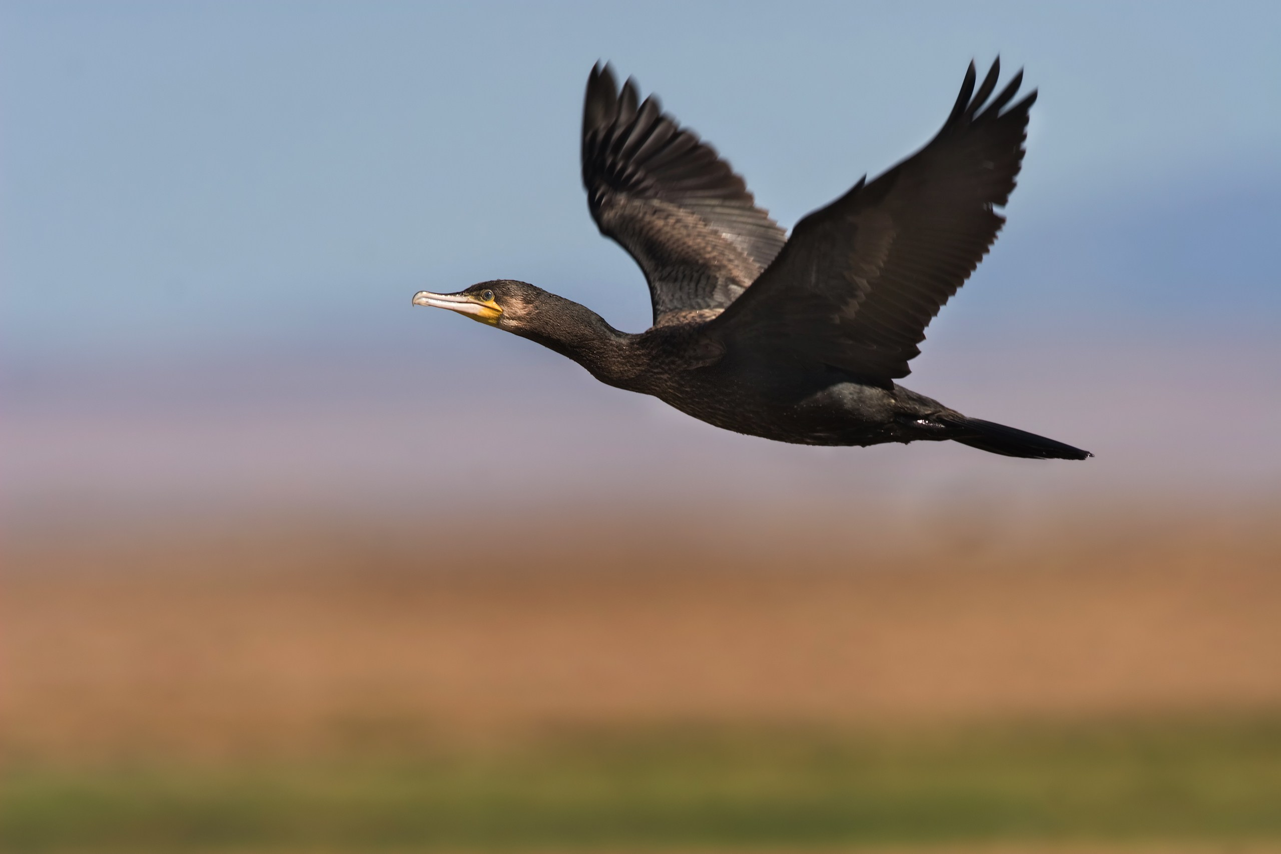 Монголия. Фотограф Владимир Медведев