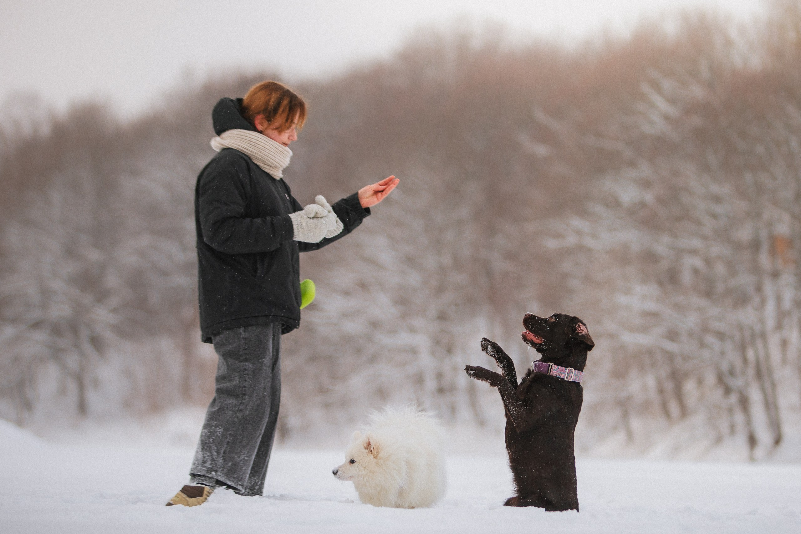 Йоло и Акира. Фотограф анималист Кузнецова Анна Нижний Новгород