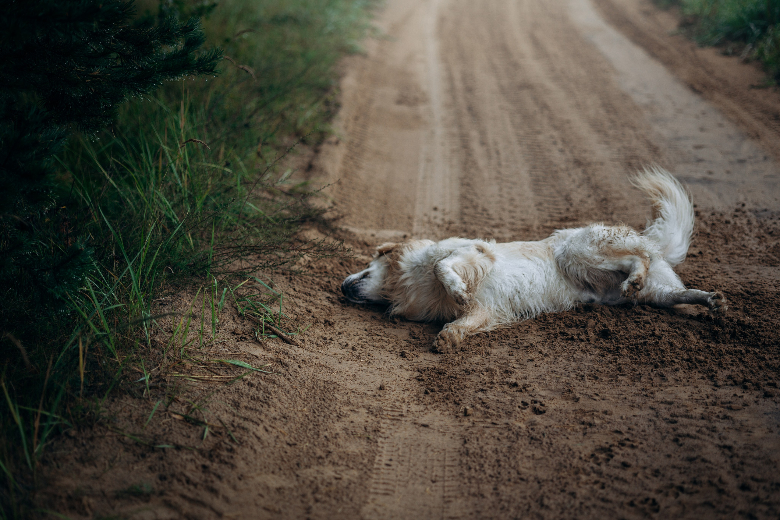 Лёва и его семья. Фотограф — Анималист | Санкт-Петербург