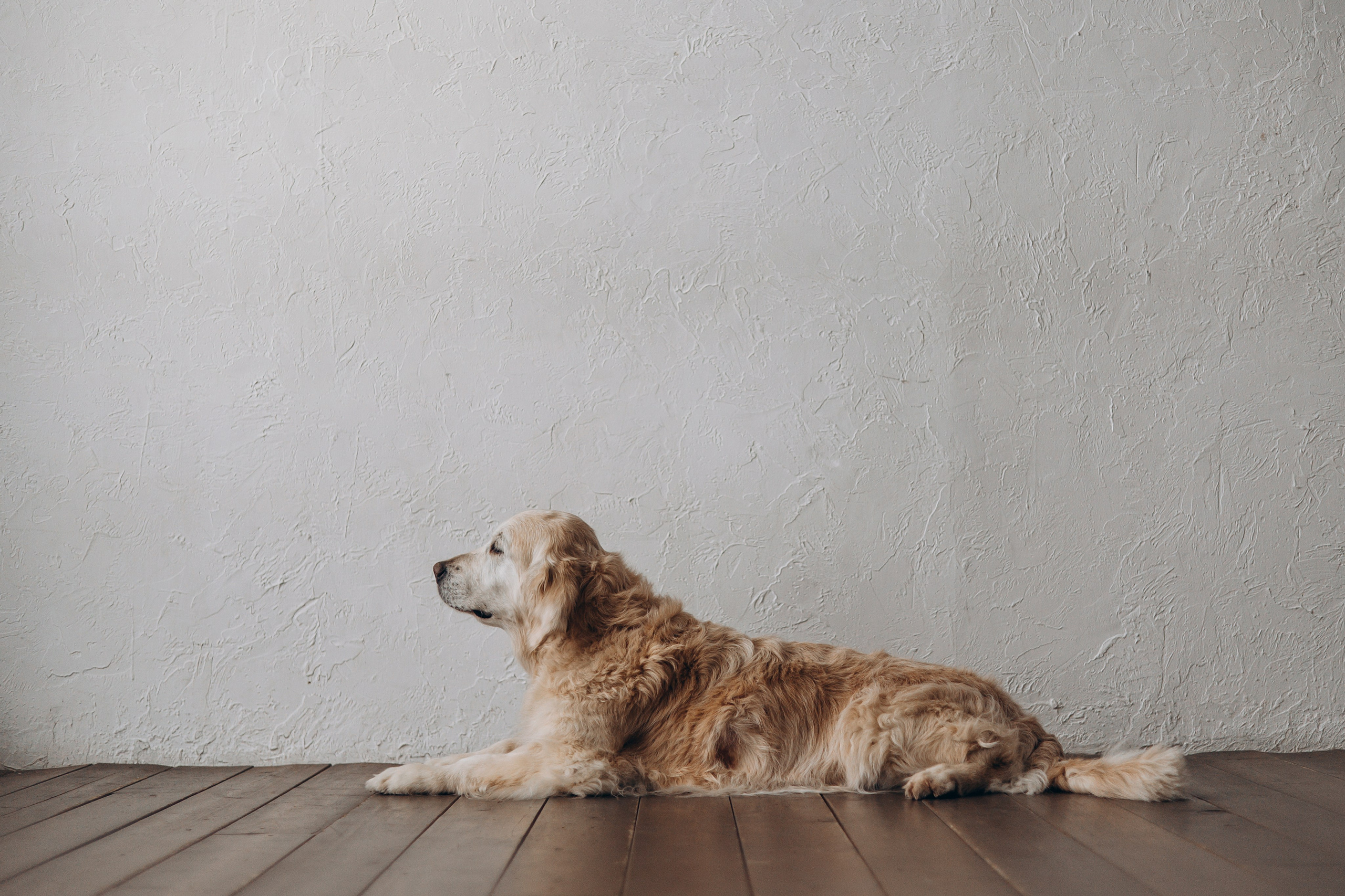 Ирина и Луна. Фотограф — Анималист | Санкт-Петербург