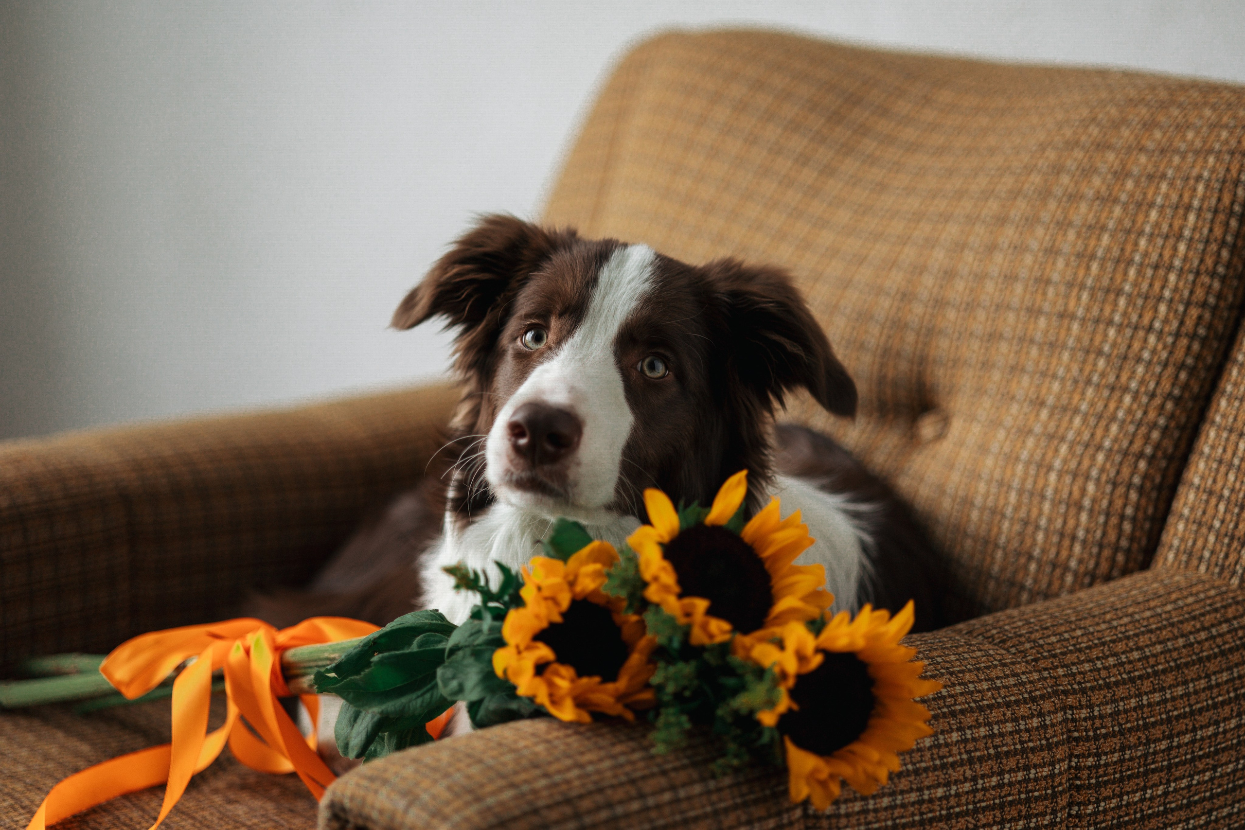 Настя и Симба. Фотограф — Анималист | Санкт-Петербург