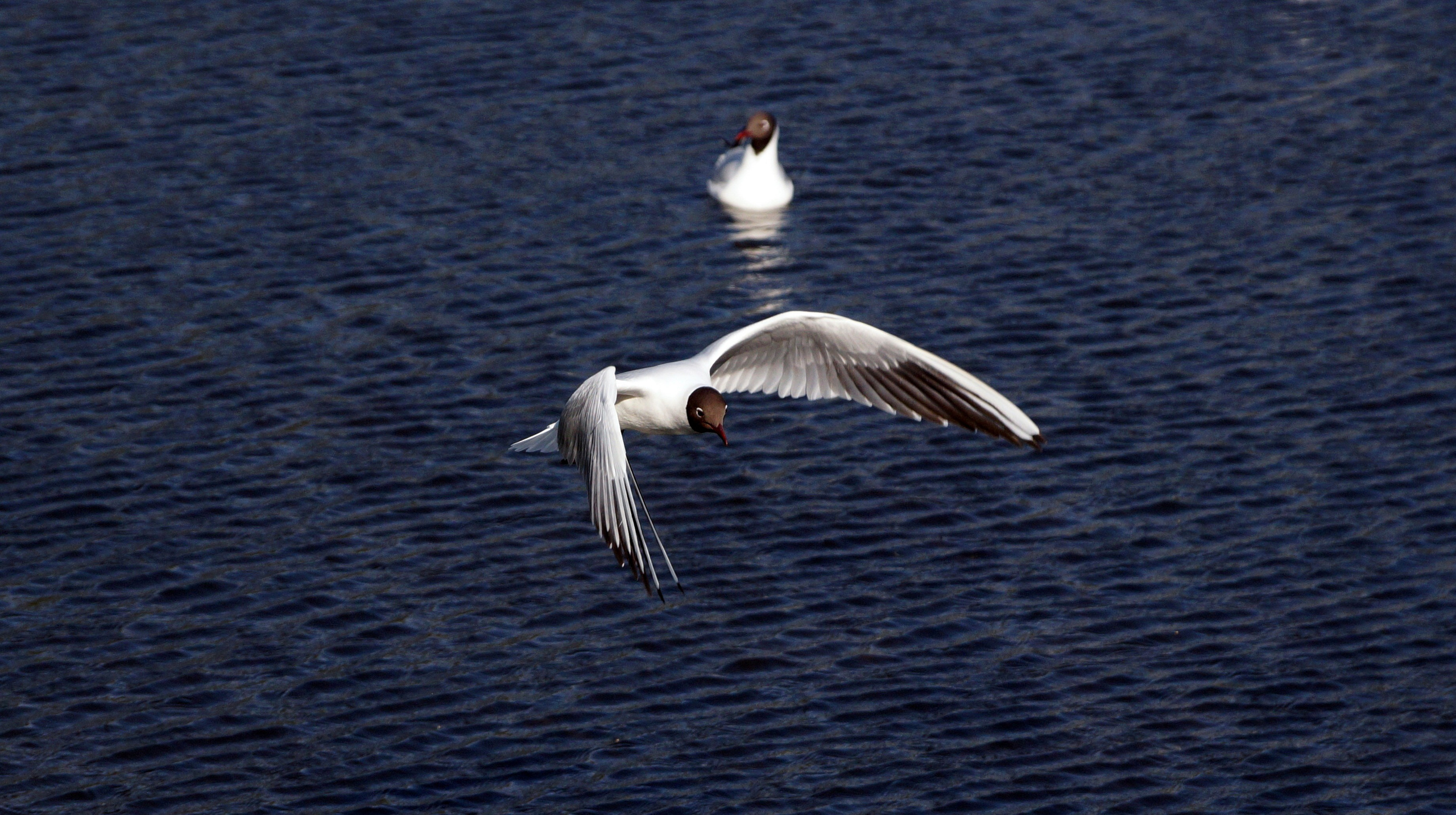 Разное. Фотограф в Санкт-Петербурге Станислав Михайлов