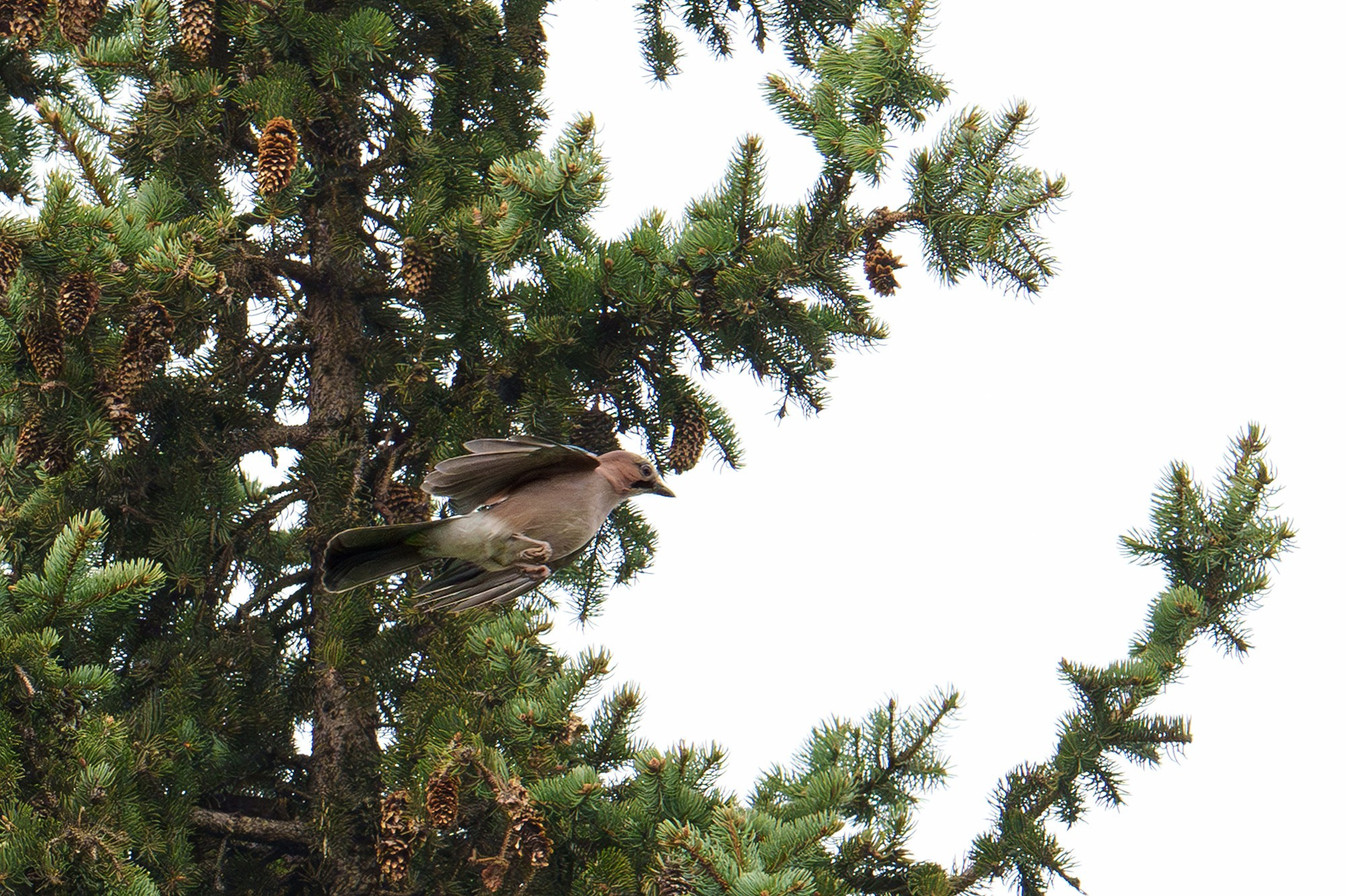 Удивительные мир птиц. Вокруг нас столько прекрасного — присмотритесь!. Ваш личный фотограф Марина Волкова