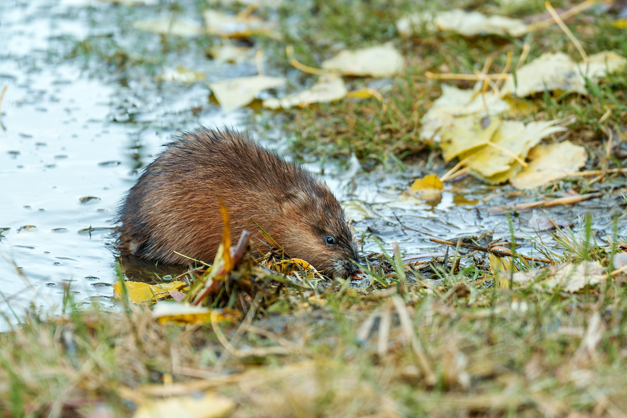 Животные. Ваш личный фотограф Марина Волкова