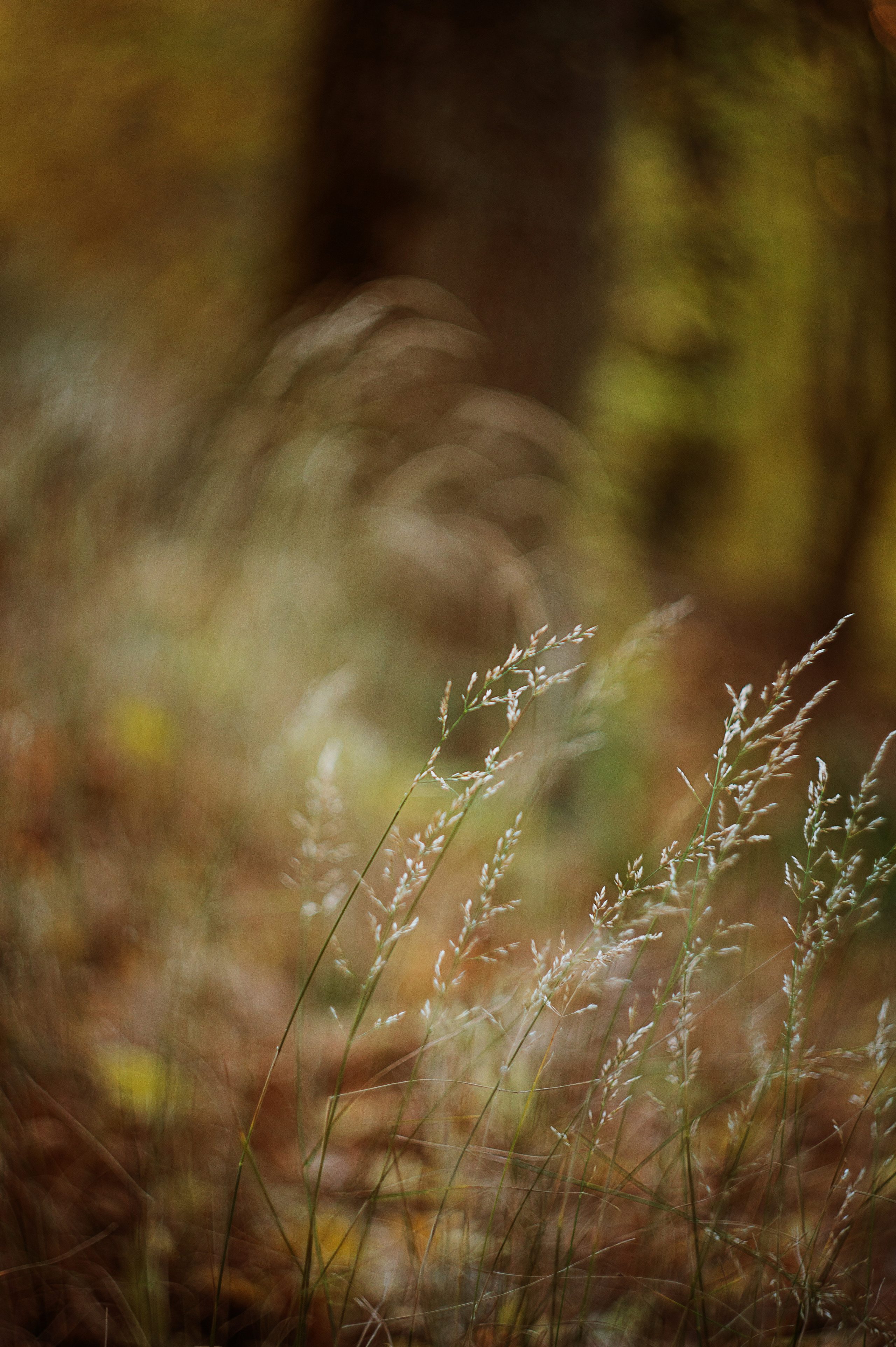 осенний пейзаж, осень, крымская осень, фотограф севастополь, фотограф в Севастополе, осенняя фотосессия