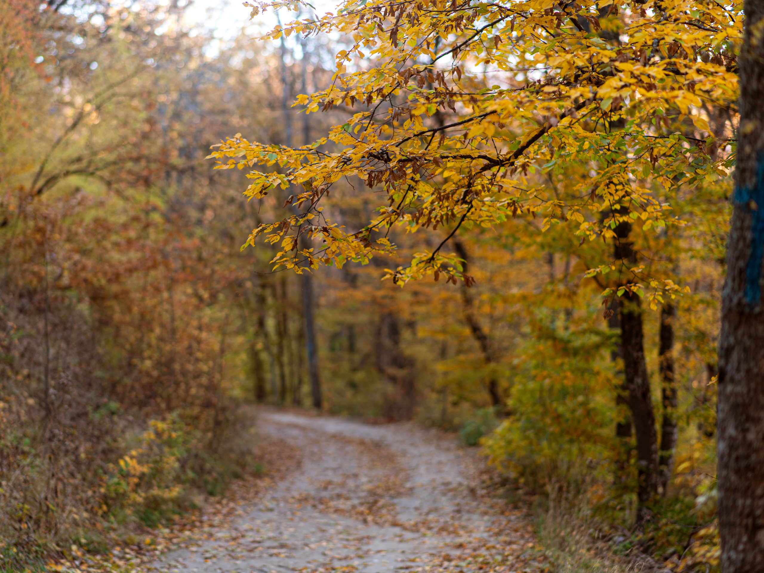 осенний пейзаж, осень, крымская осень, фотограф севастополь, фотограф в Севастополе, осенняя фотосессия